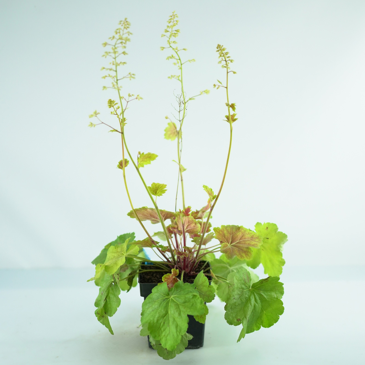 HEUCHERA 'Delta Dawn' Żurawka