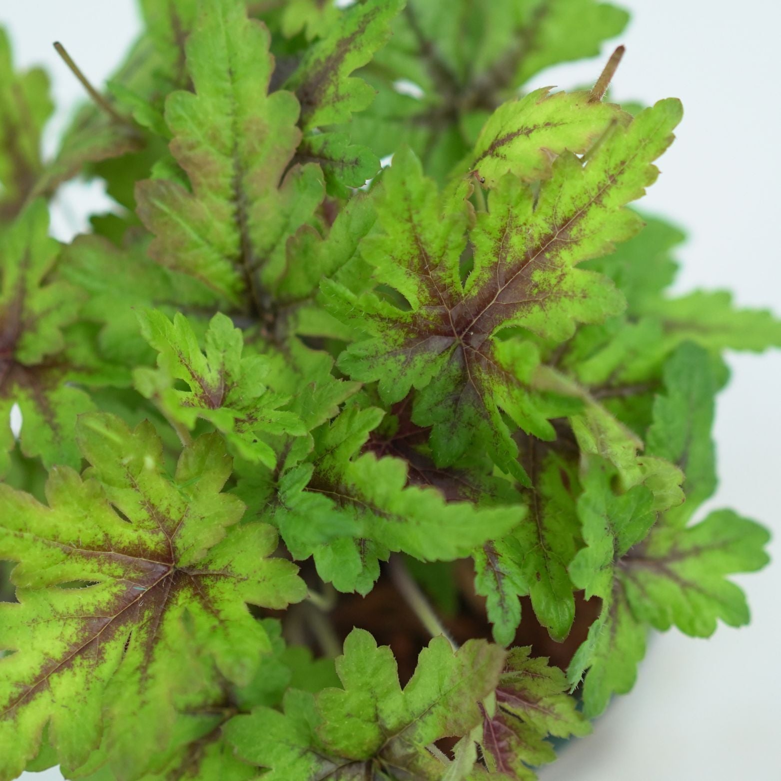 HEUCHERA HYBRIDA 'GREEN SPICE' Żurawka ogrodowa