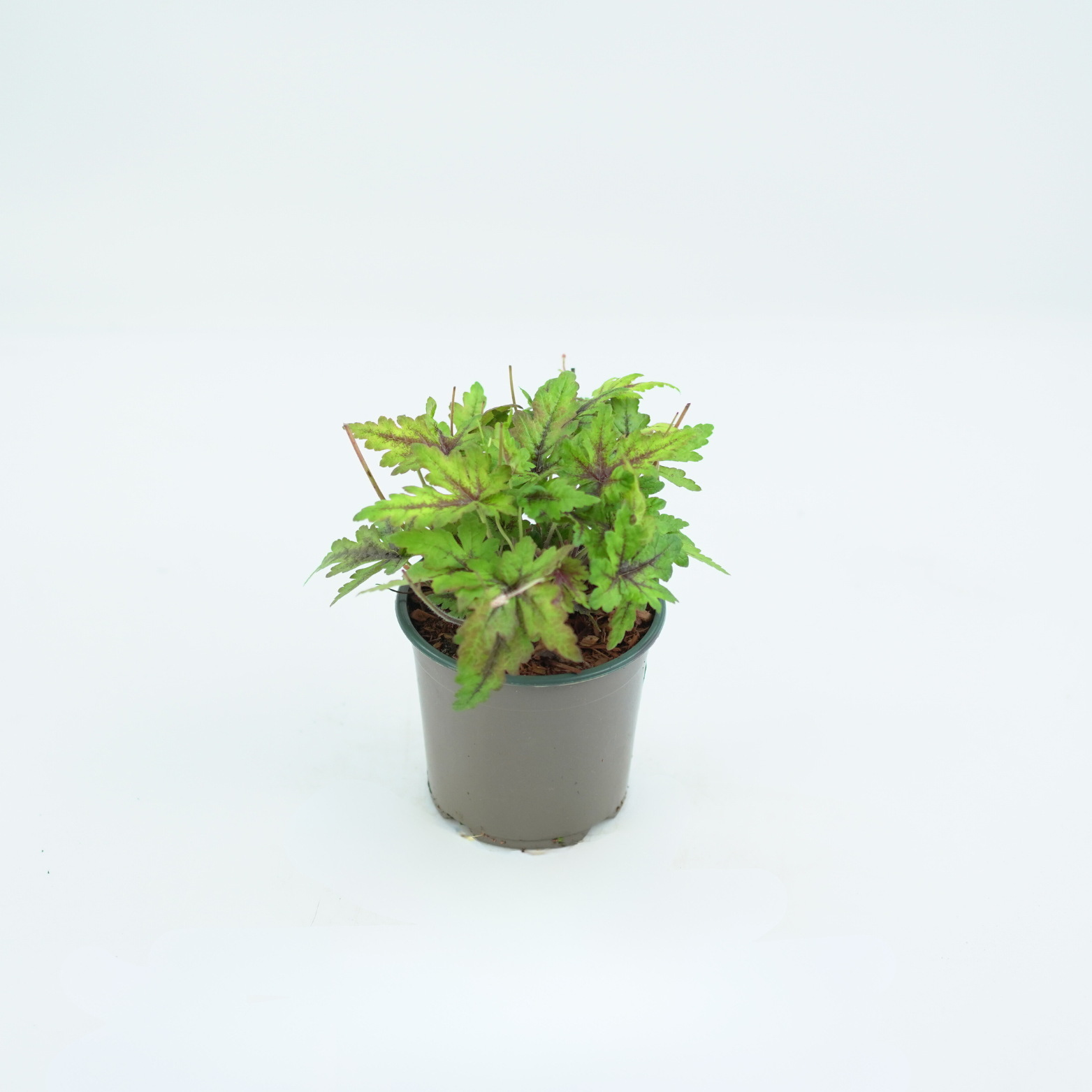 HEUCHERA HYBRIDA 'GREEN SPICE' Żurawka ogrodowa