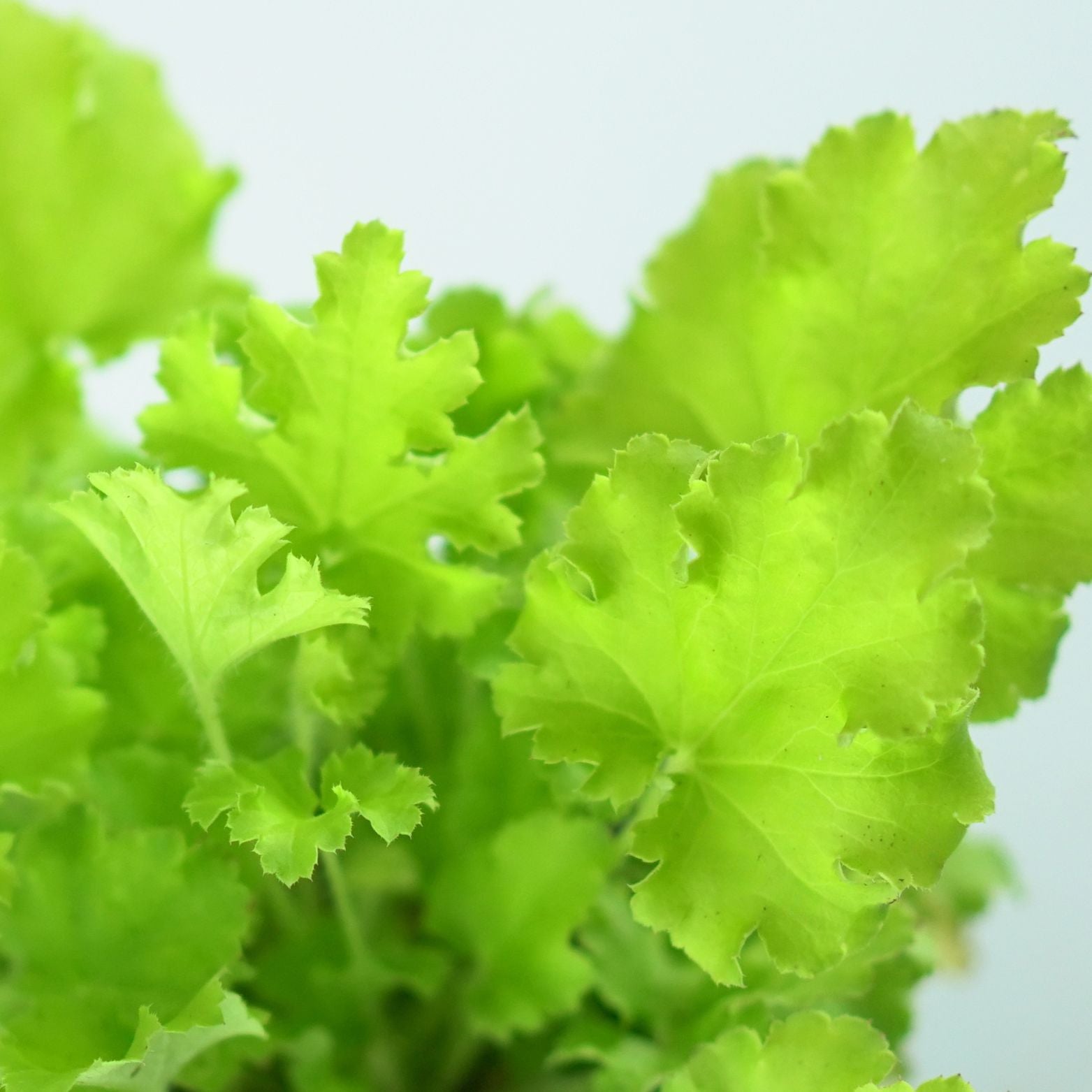 HEUCHERA HYBRIDA 'INDIAN SUMMER LIME' Żurawka