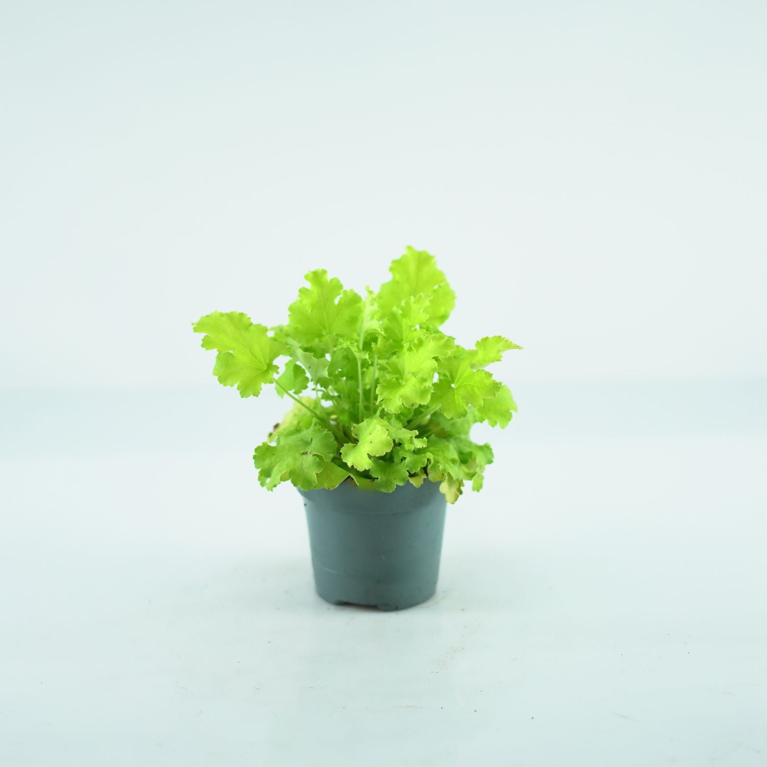 HEUCHERA HYBRIDA 'INDIAN SUMMER LIME' Żurawka