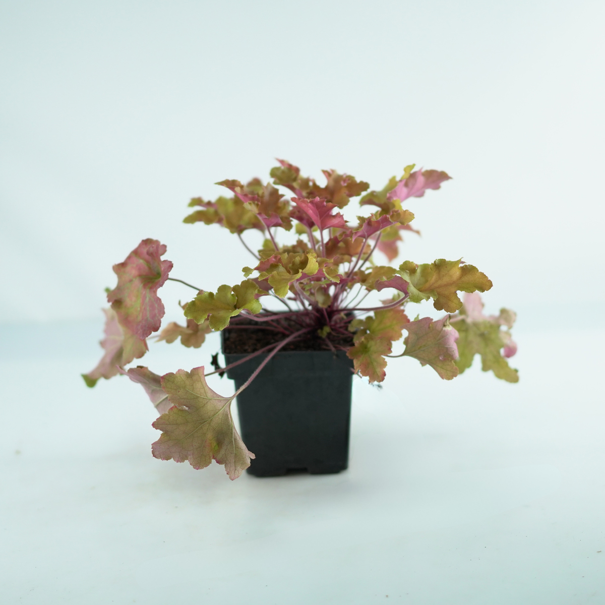 HEUCHERA HYBRIDA 'Marmalade' Żurawka