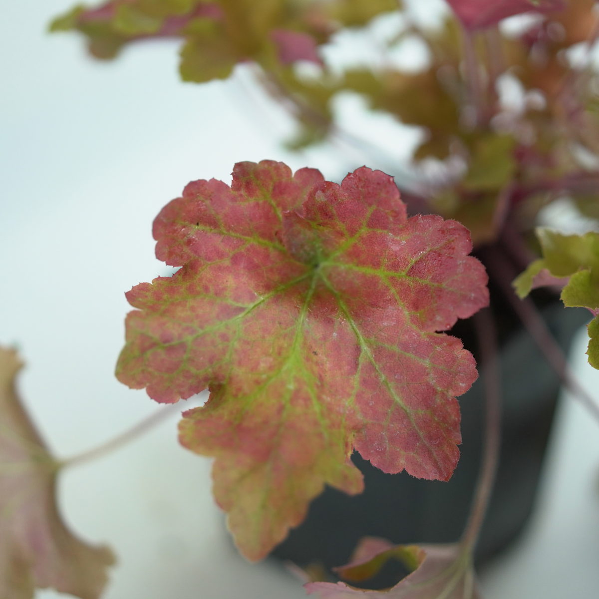 HEUCHERA HYBRIDA 'Marmalade' Żurawka