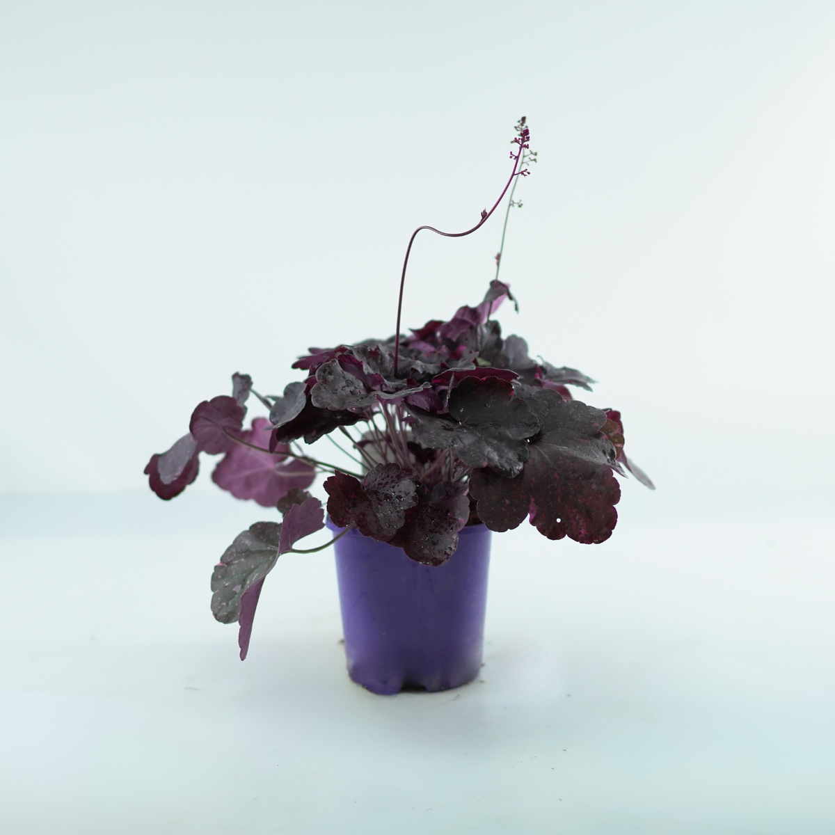 HEUCHERA HYBRIDA 'Midnight Rose' Żurawka