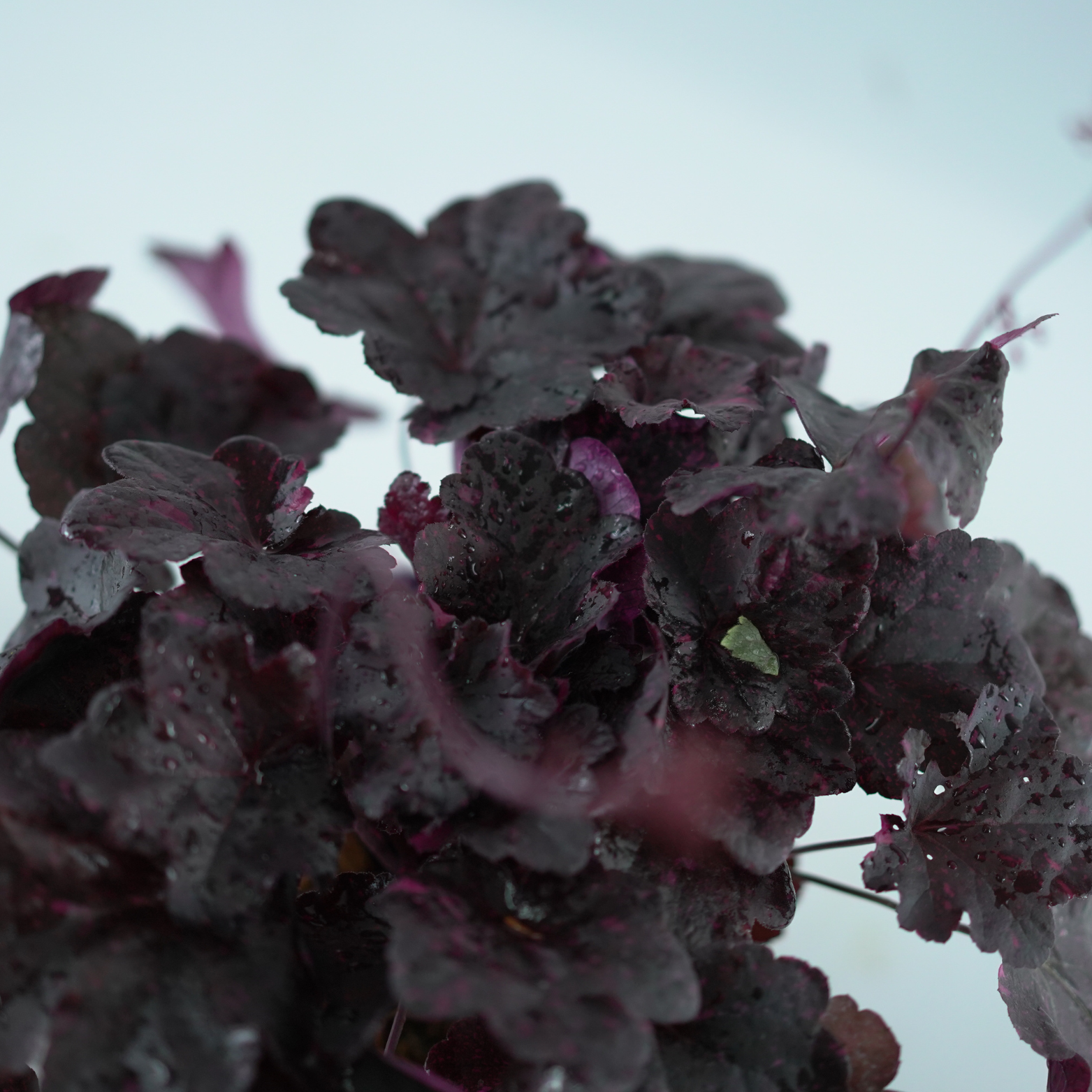 HEUCHERA HYBRIDA 'Midnight Rose' Żurawka