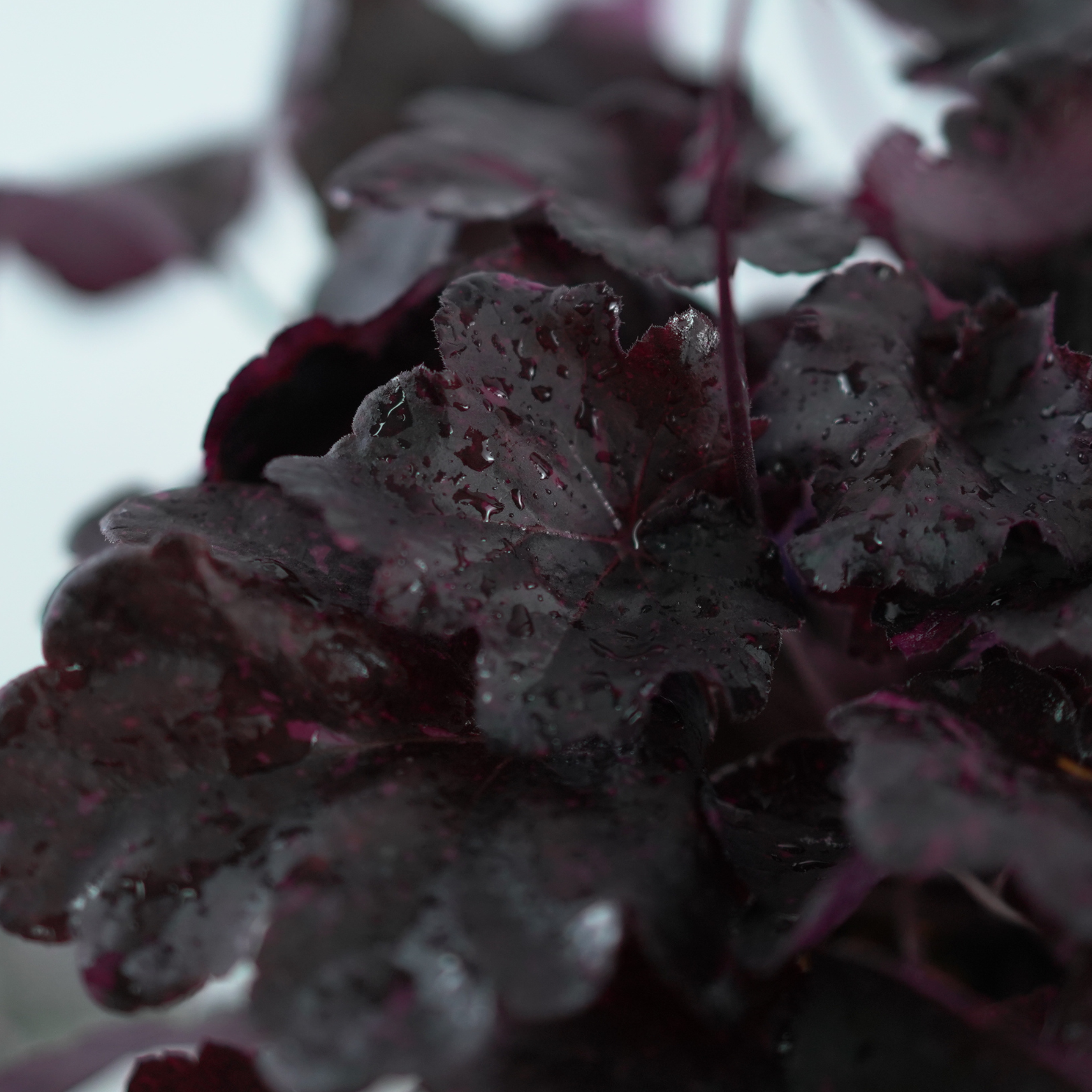 HEUCHERA HYBRIDA 'Midnight Rose' Żurawka