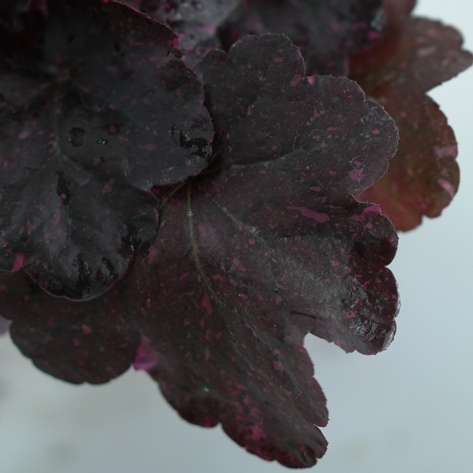 HEUCHERA HYBRIDA 'Midnight Rose' Żurawka