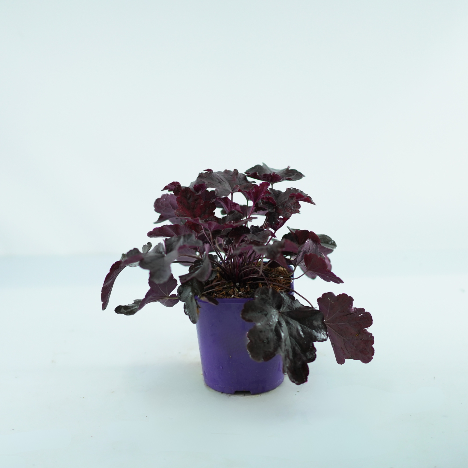 HEUCHERA HYBRIDA 'Obsidian' Żurawka