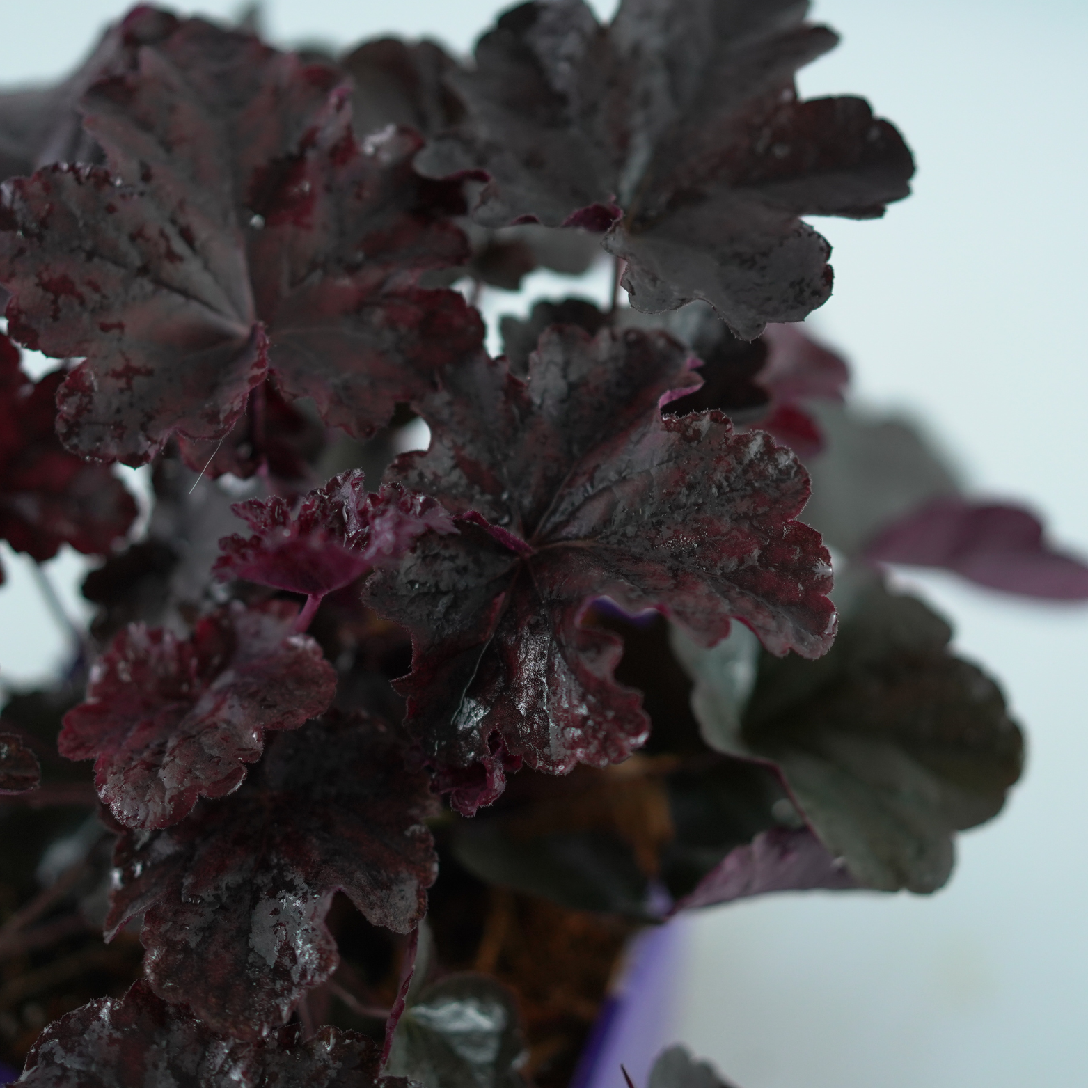 HEUCHERA HYBRIDA 'Obsidian' Żurawka