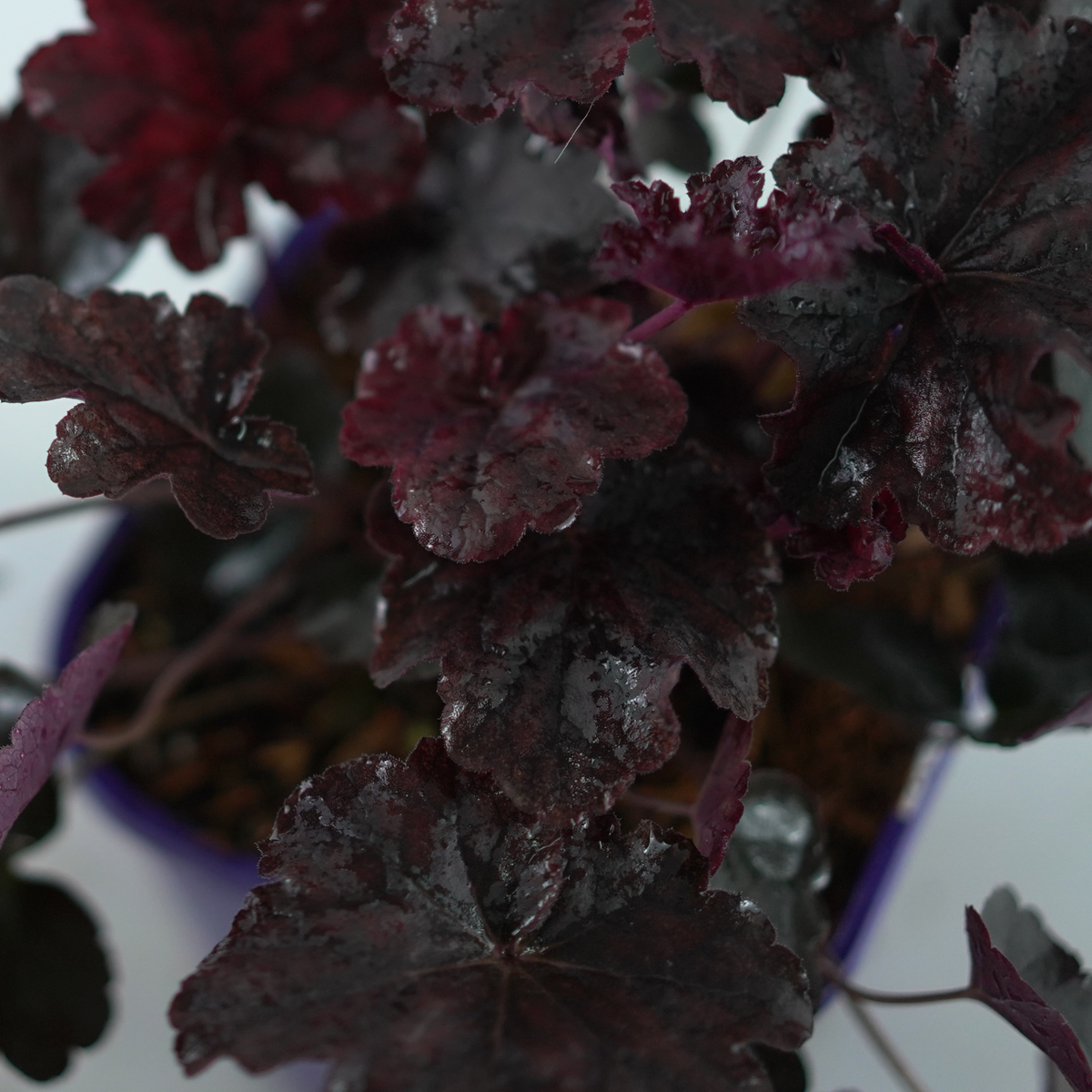 HEUCHERA HYBRIDA 'Obsidian' Żurawka