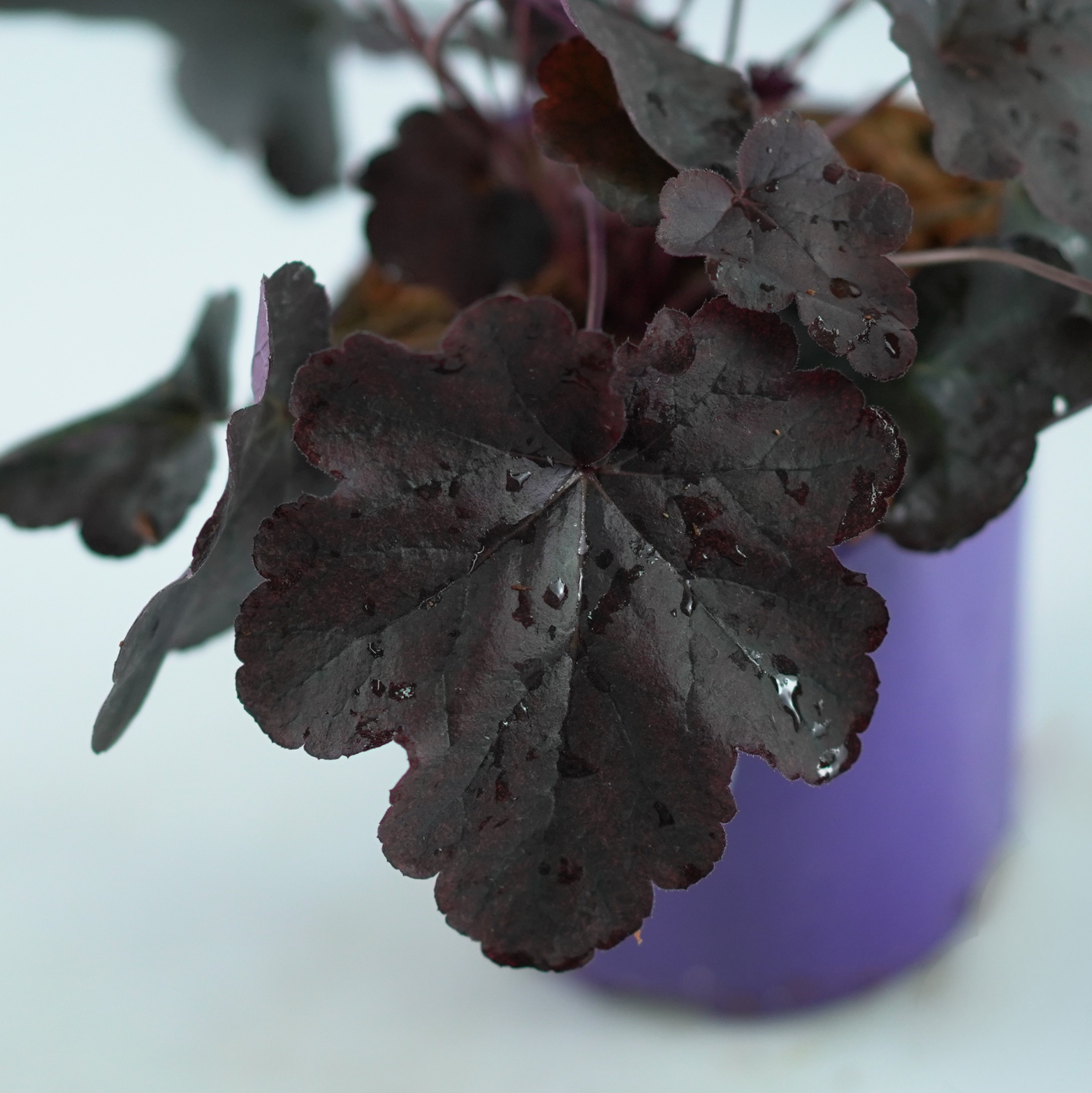HEUCHERA HYBRIDA 'Obsidian' Żurawka