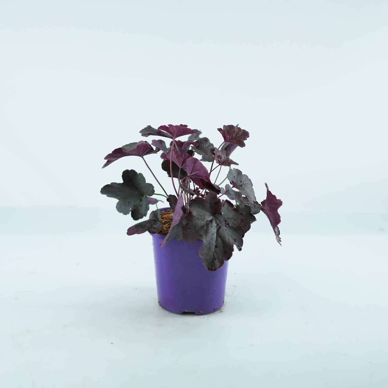 HEUCHERA HYBRIDA 'Obsidian' Żurawka