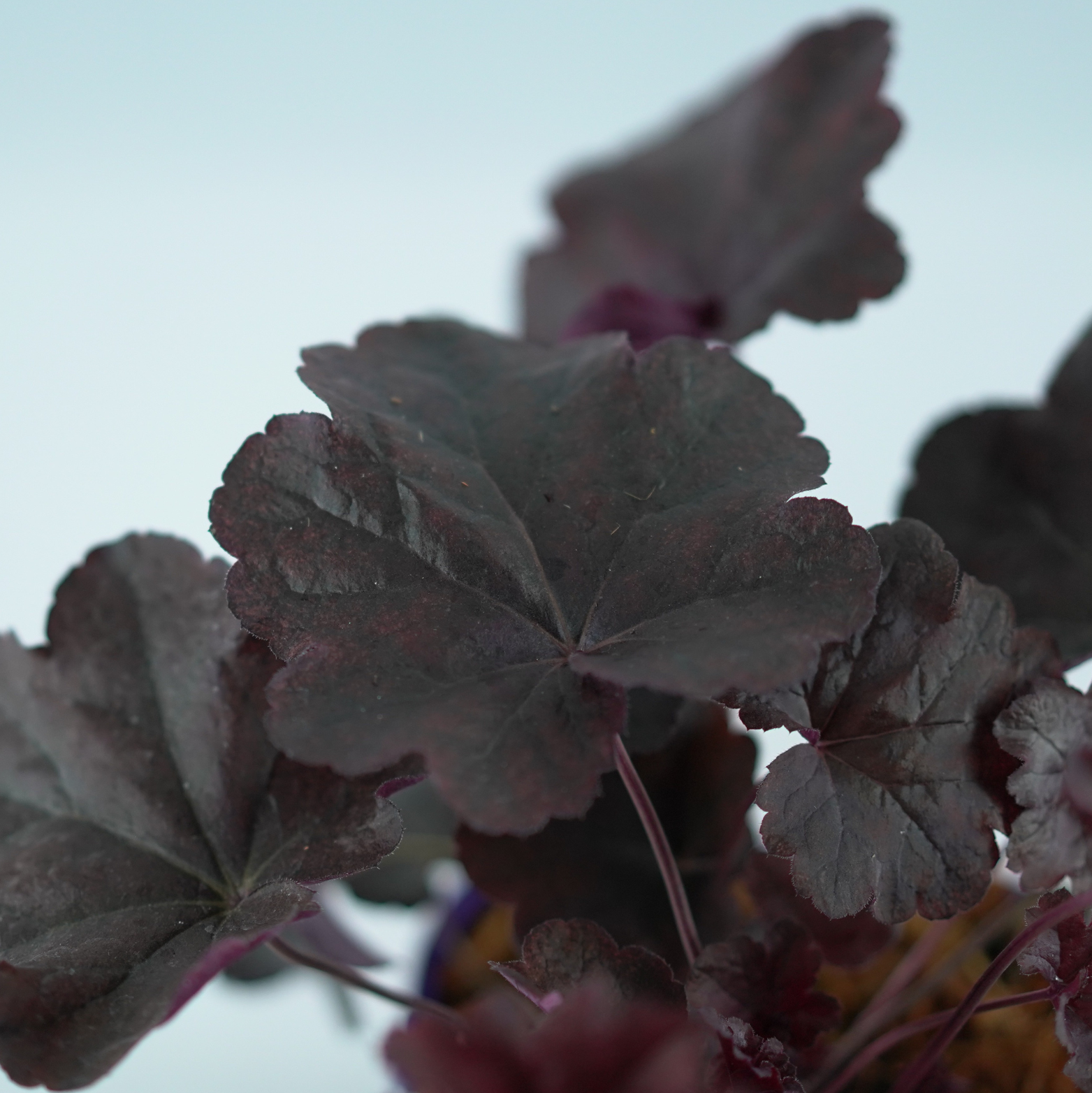 HEUCHERA HYBRIDA 'Obsidian' Żurawka