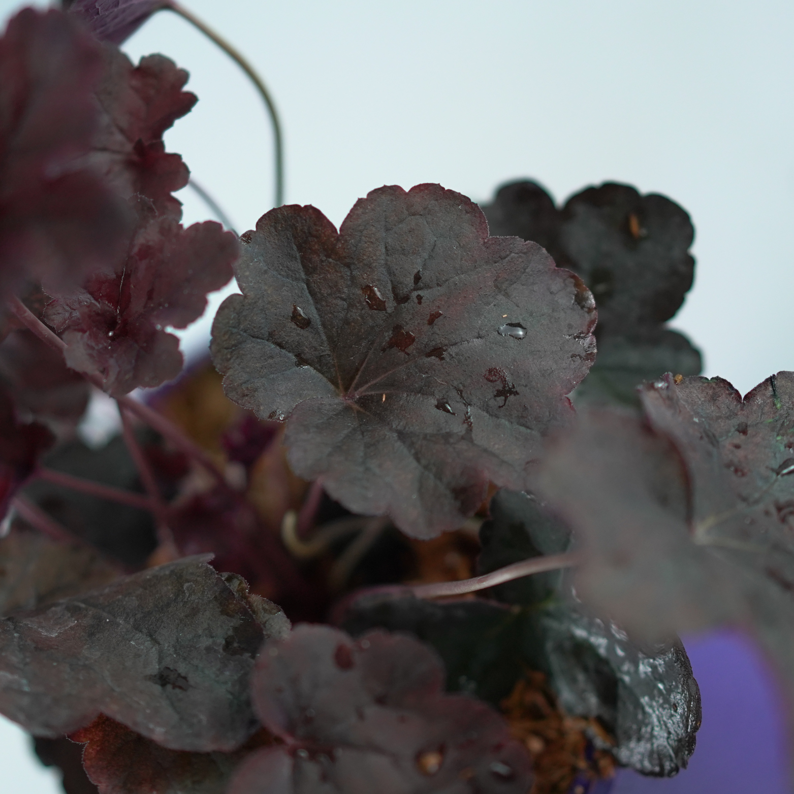 HEUCHERA HYBRIDA 'Obsidian' Żurawka