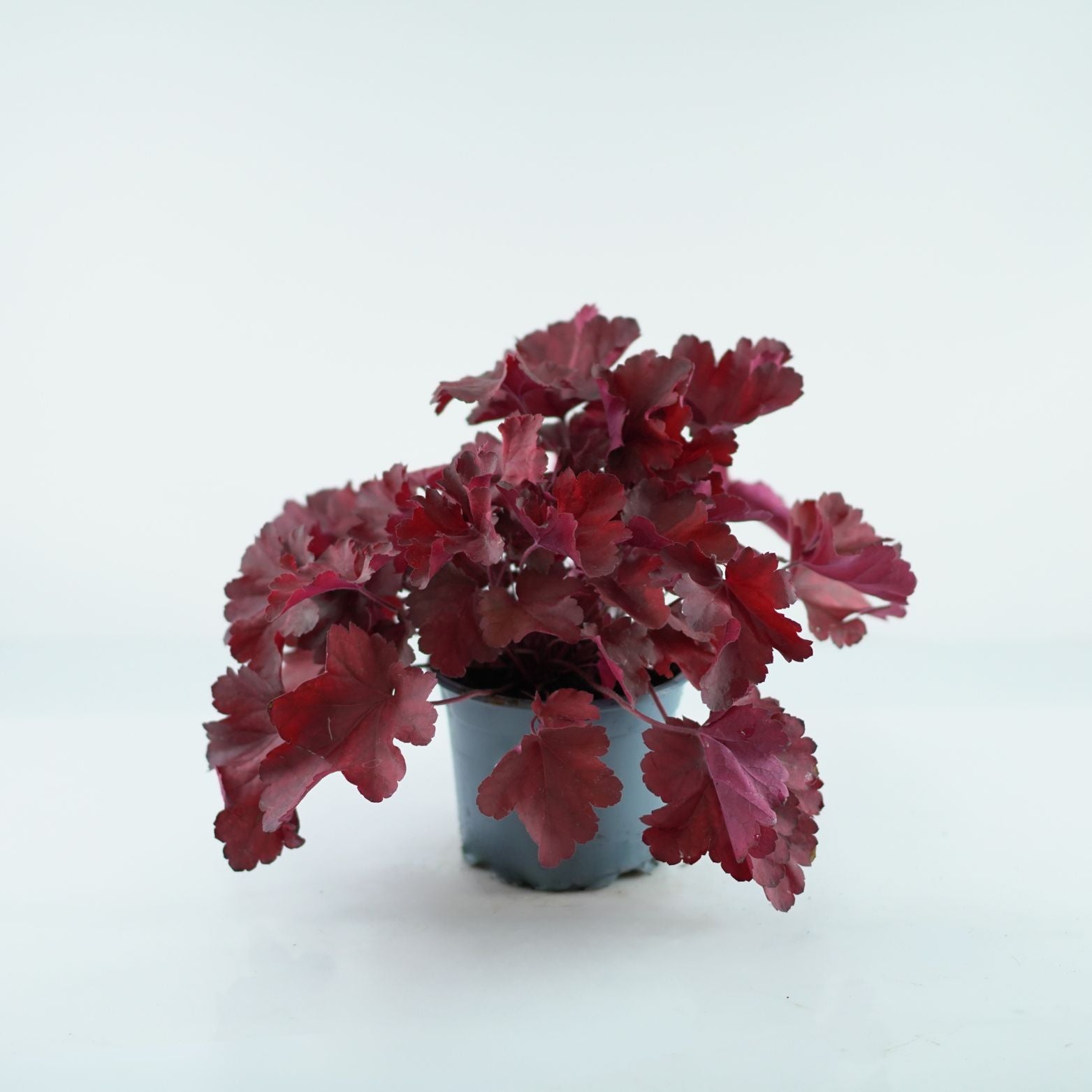 HEUCHERA HYBRIDA 'Royal Ruby' Żurawka