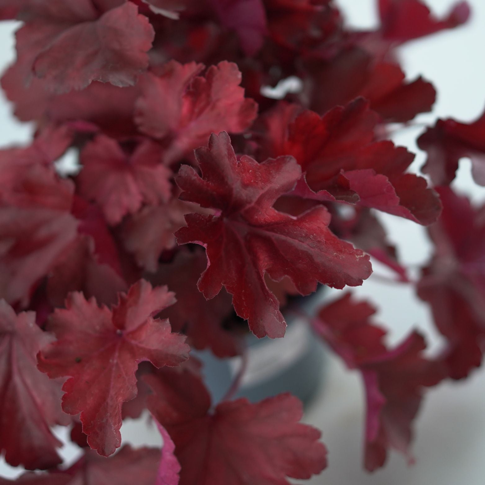 HEUCHERA HYBRIDA 'Royal Ruby' Żurawka