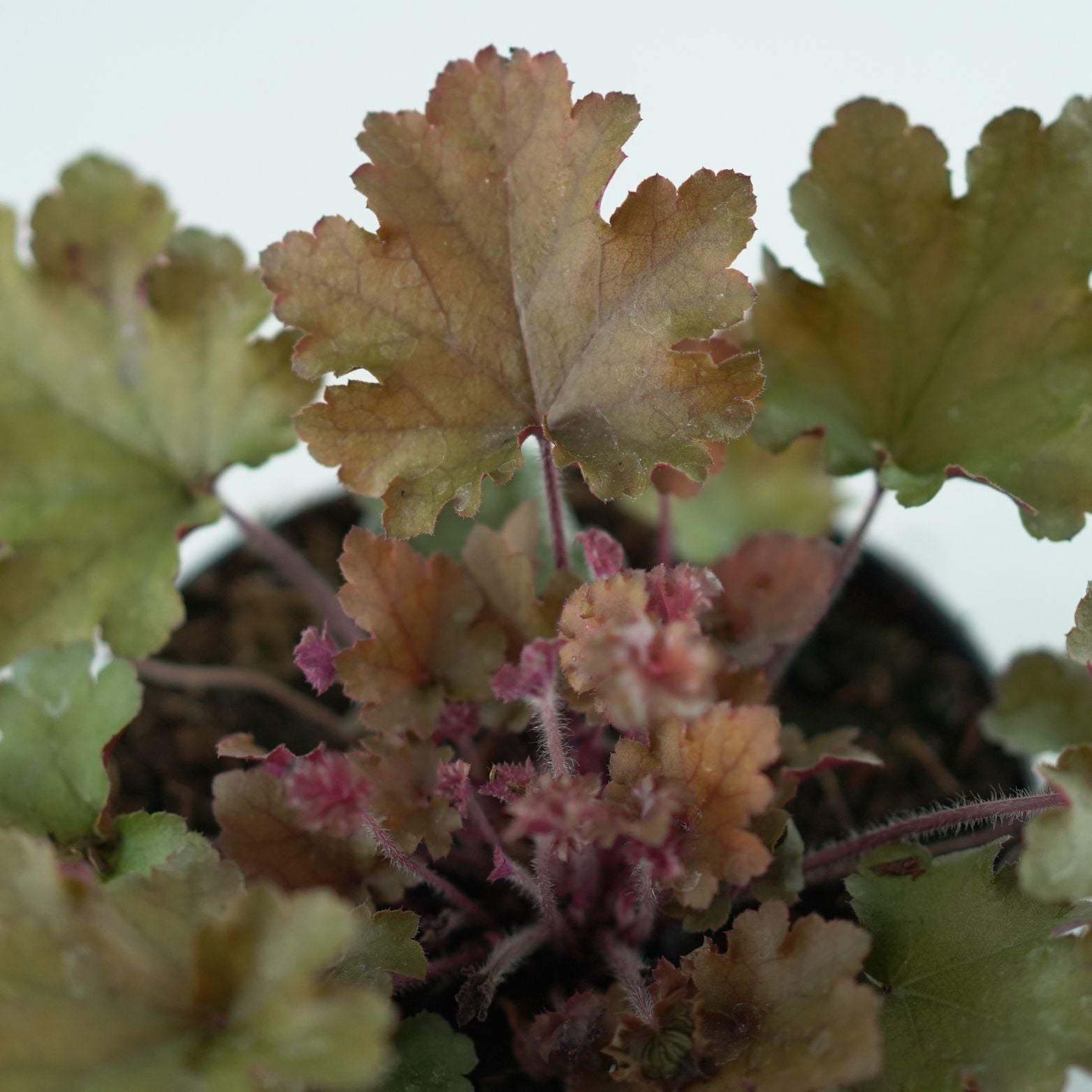 HEUCHERA HYBRIDA 'Royal Ruby' Żurawka
