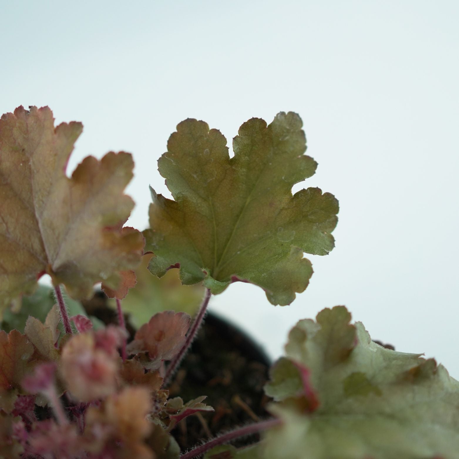 HEUCHERA HYBRIDA 'Royal Ruby' Żurawka