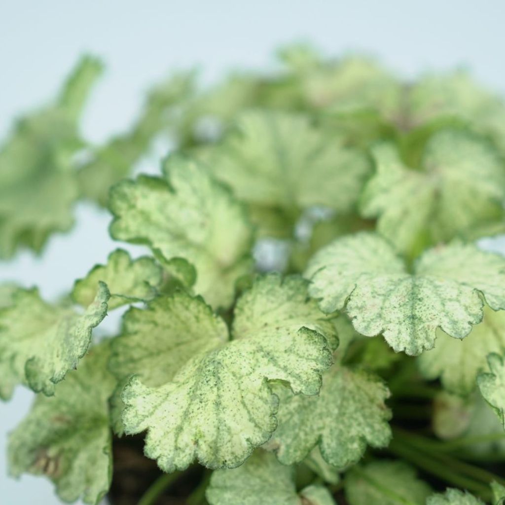HEUCHERA HYBRIDA 'SNOWY PANKY' Żurawka ogrodowa