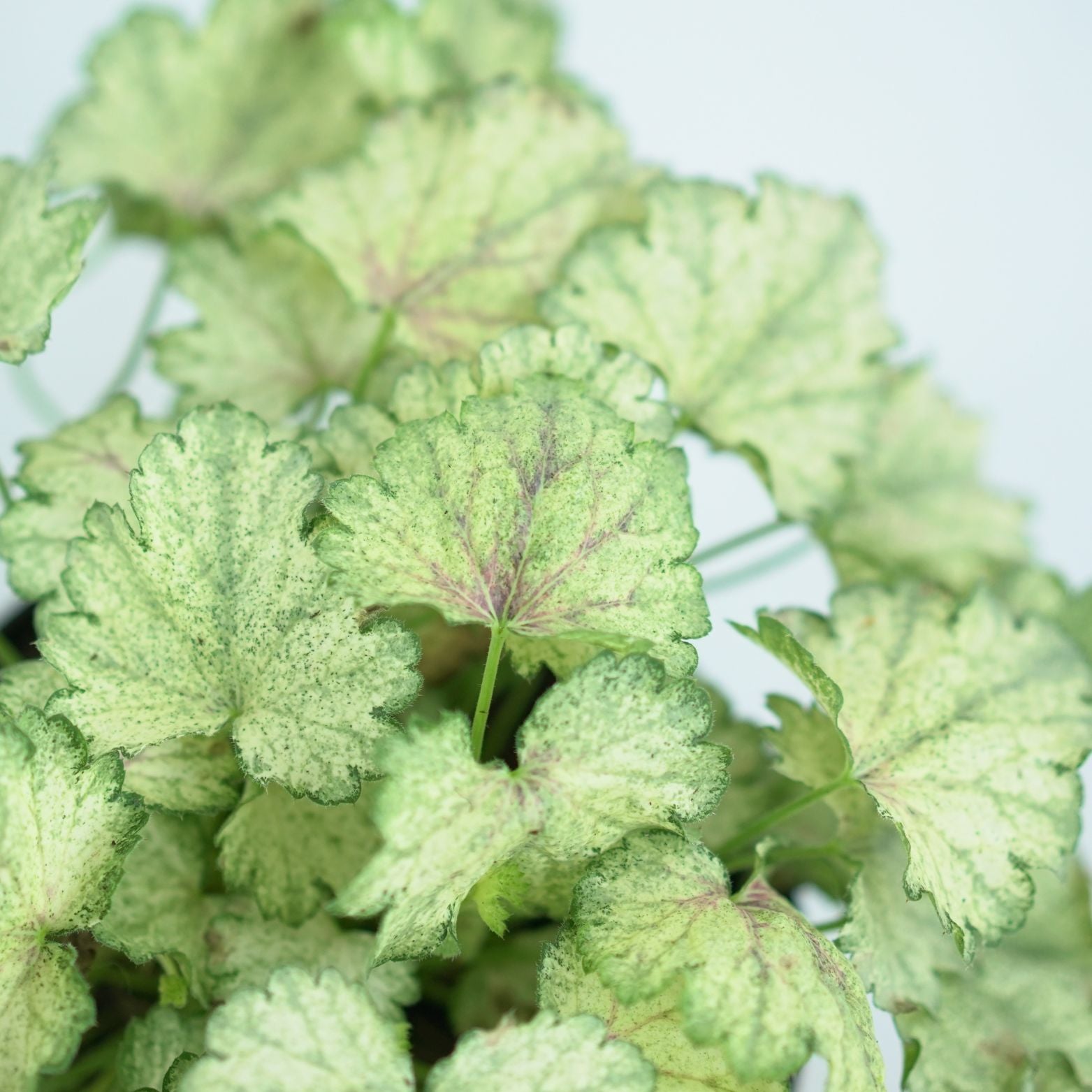 HEUCHERA HYBRIDA 'SNOWY PANKY' Żurawka ogrodowa