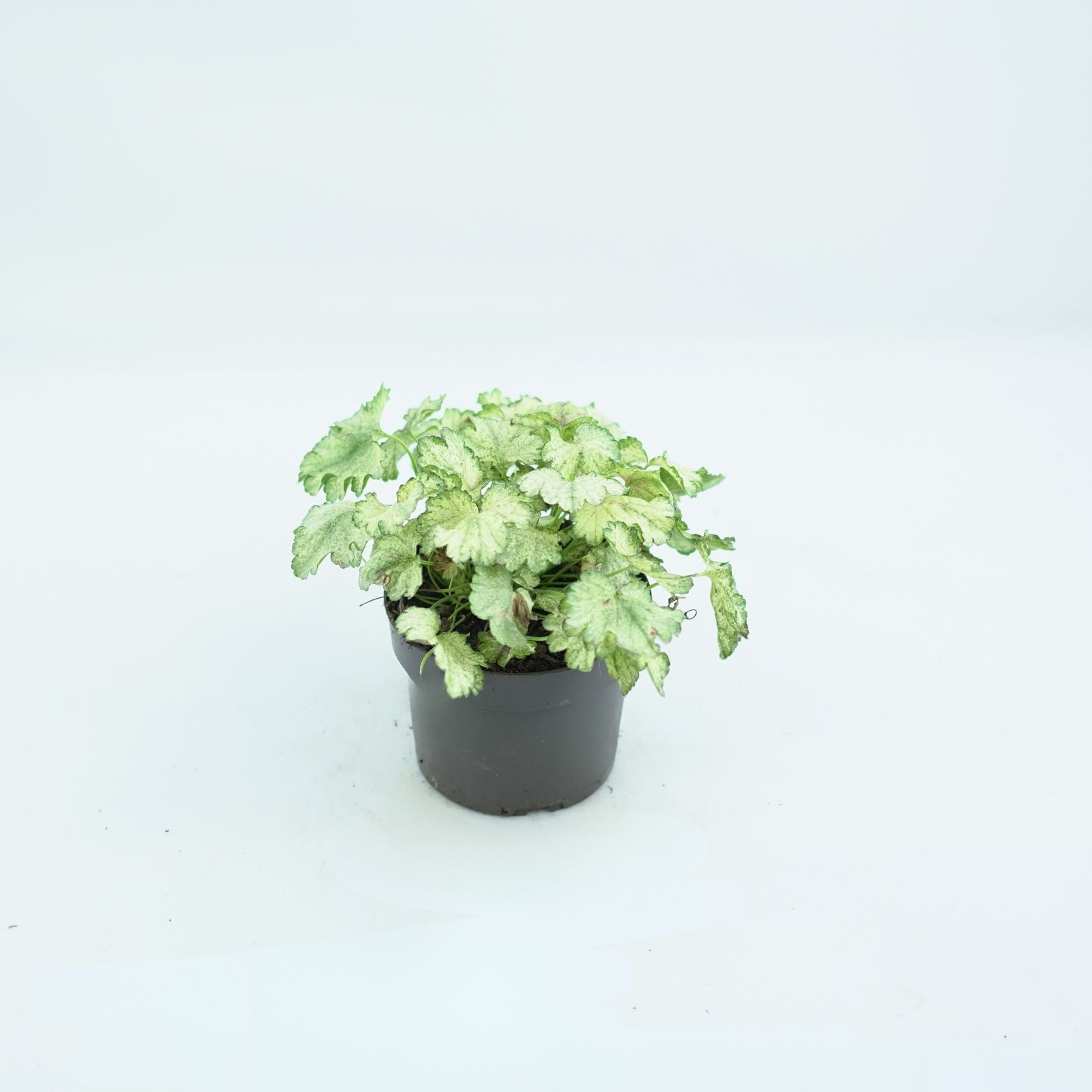 HEUCHERA HYBRIDA 'SNOWY PANKY' Żurawka ogrodowa