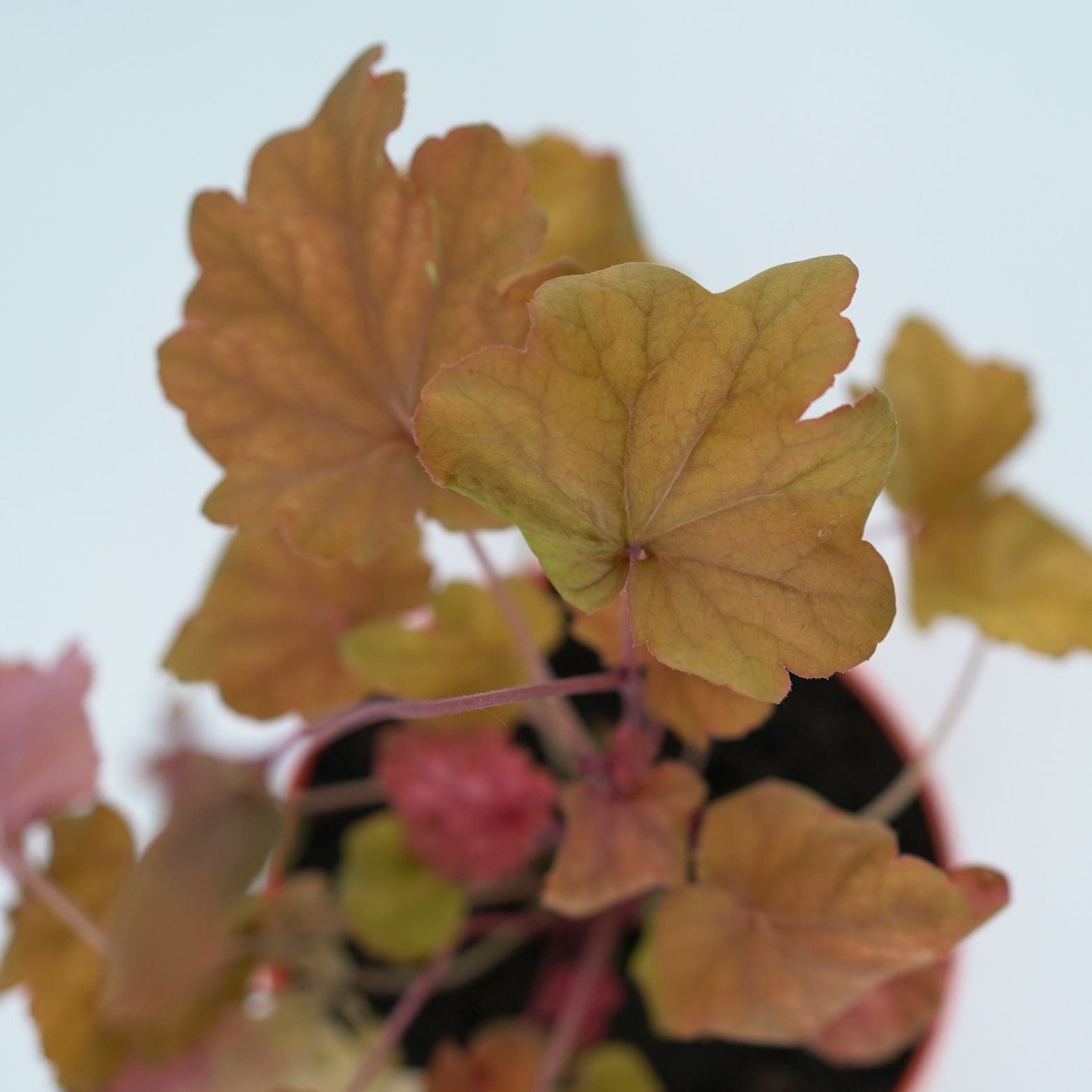 HEUCHERA HYBRIDA 'WORLD CAFFE ARABICA' Żurawka ogrodowa