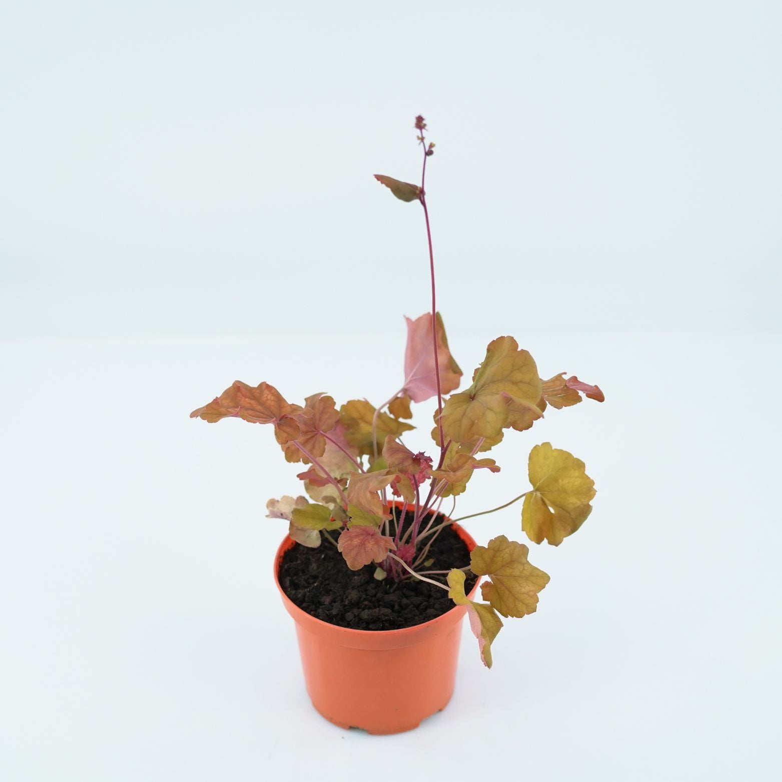 HEUCHERA HYBRIDA 'WORLD CAFFE ARABICA' Żurawka ogrodowa