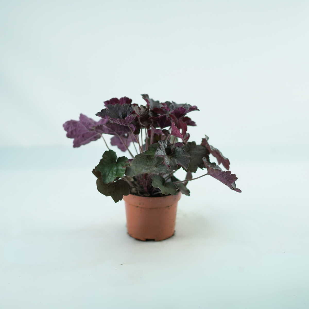HEUCHERA 'Palace Purple' Żurawka
