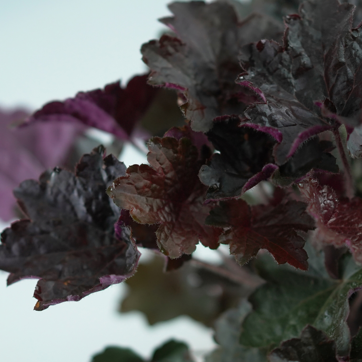 HEUCHERA 'Palace Purple' Żurawka