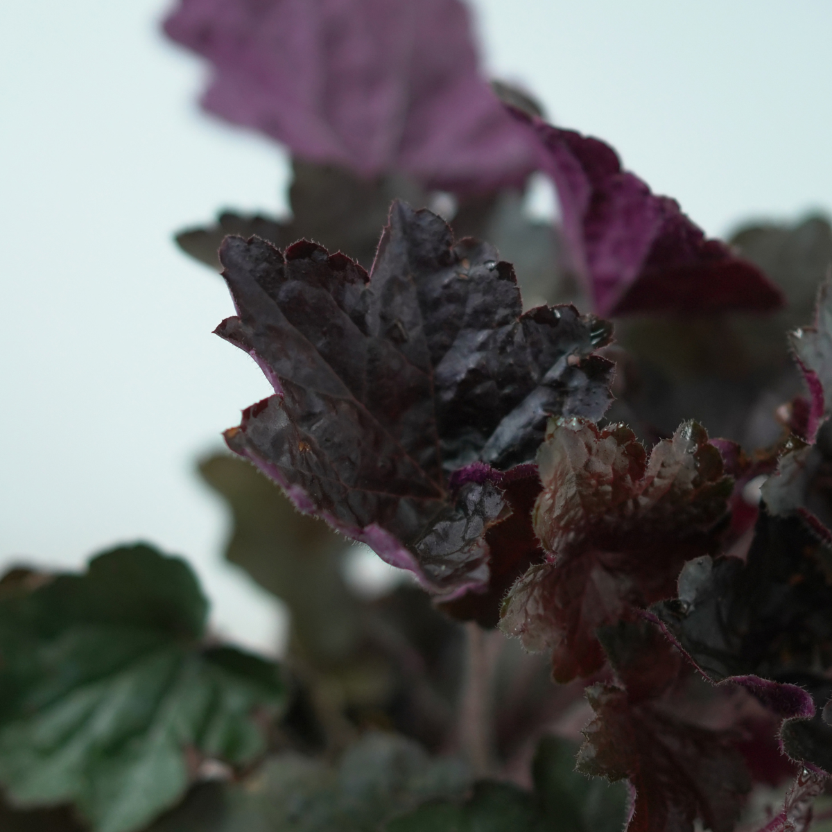 HEUCHERA 'Palace Purple' Żurawka