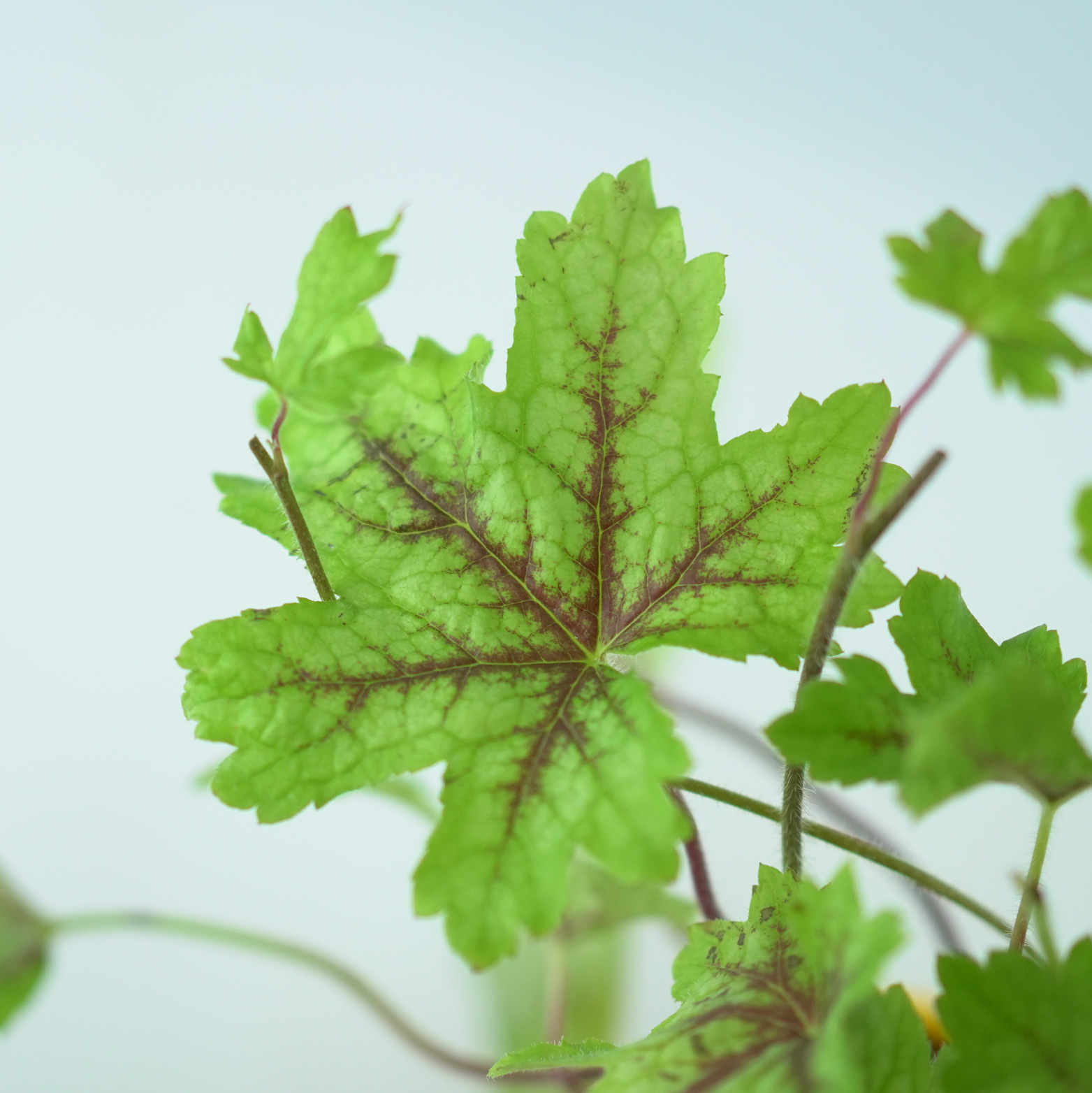 HEUCHERELLA 'Alabama Sunrise' Żuraweczka