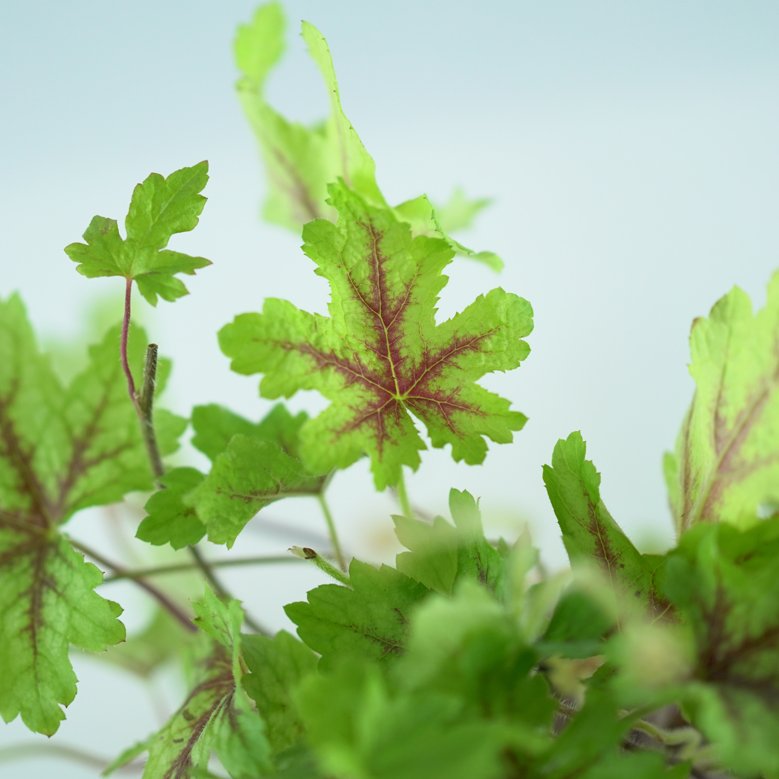 HEUCHERELLA 'Alabama Sunrise' Żuraweczka