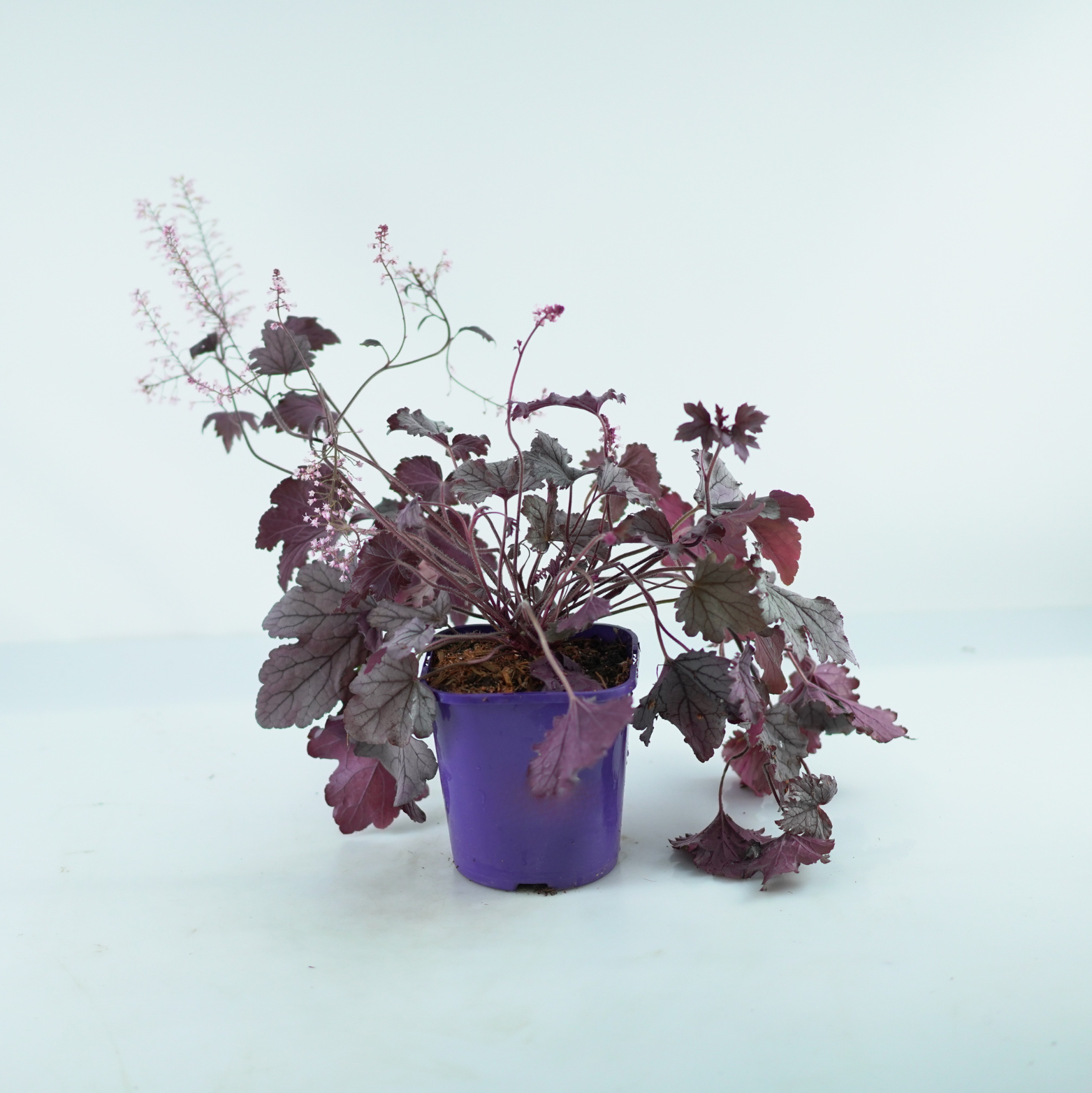 HEUCHERELLA 'Plum Cascade' Żuraweczka