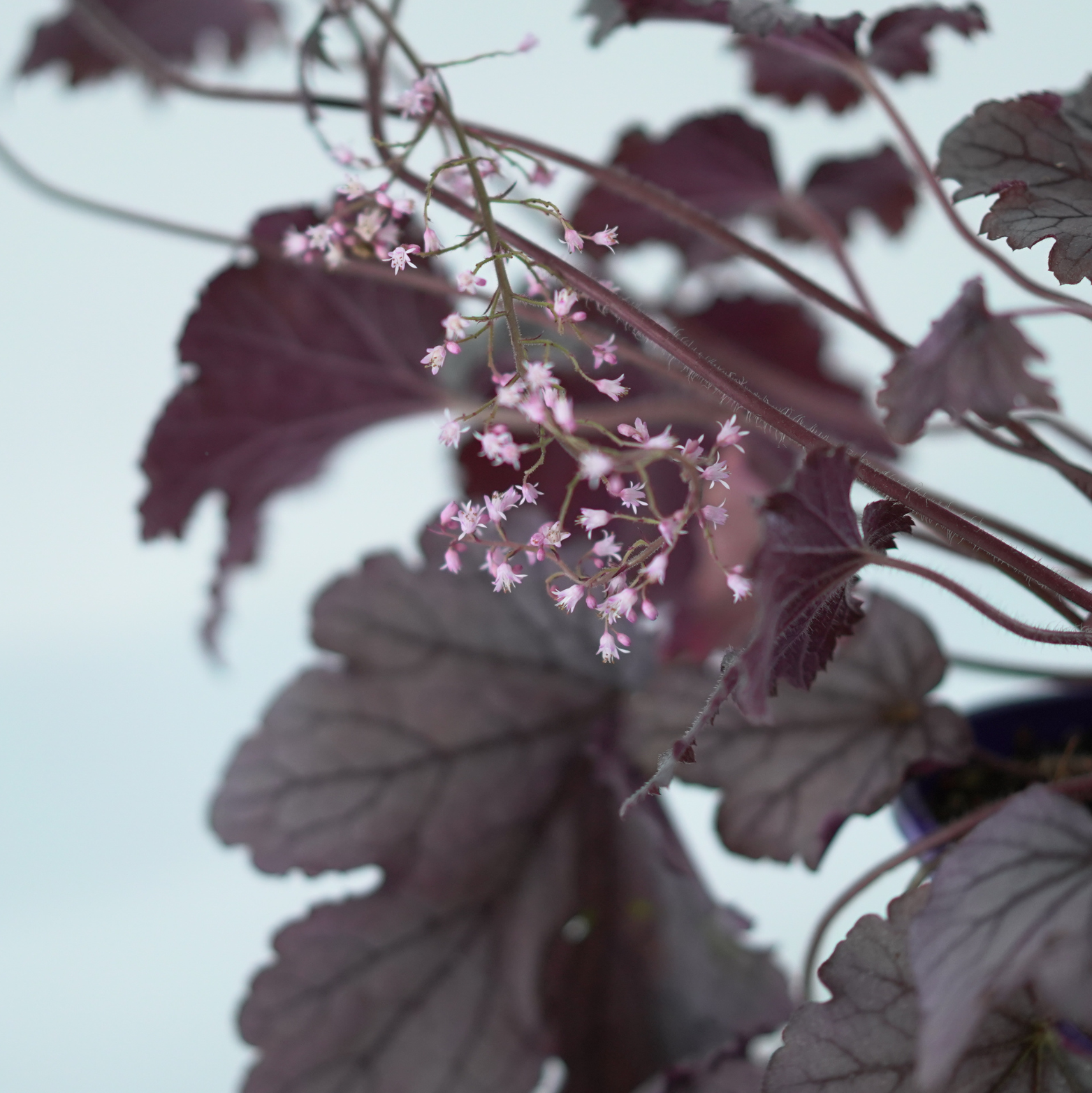 HEUCHERELLA 'Plum Cascade' Żuraweczka