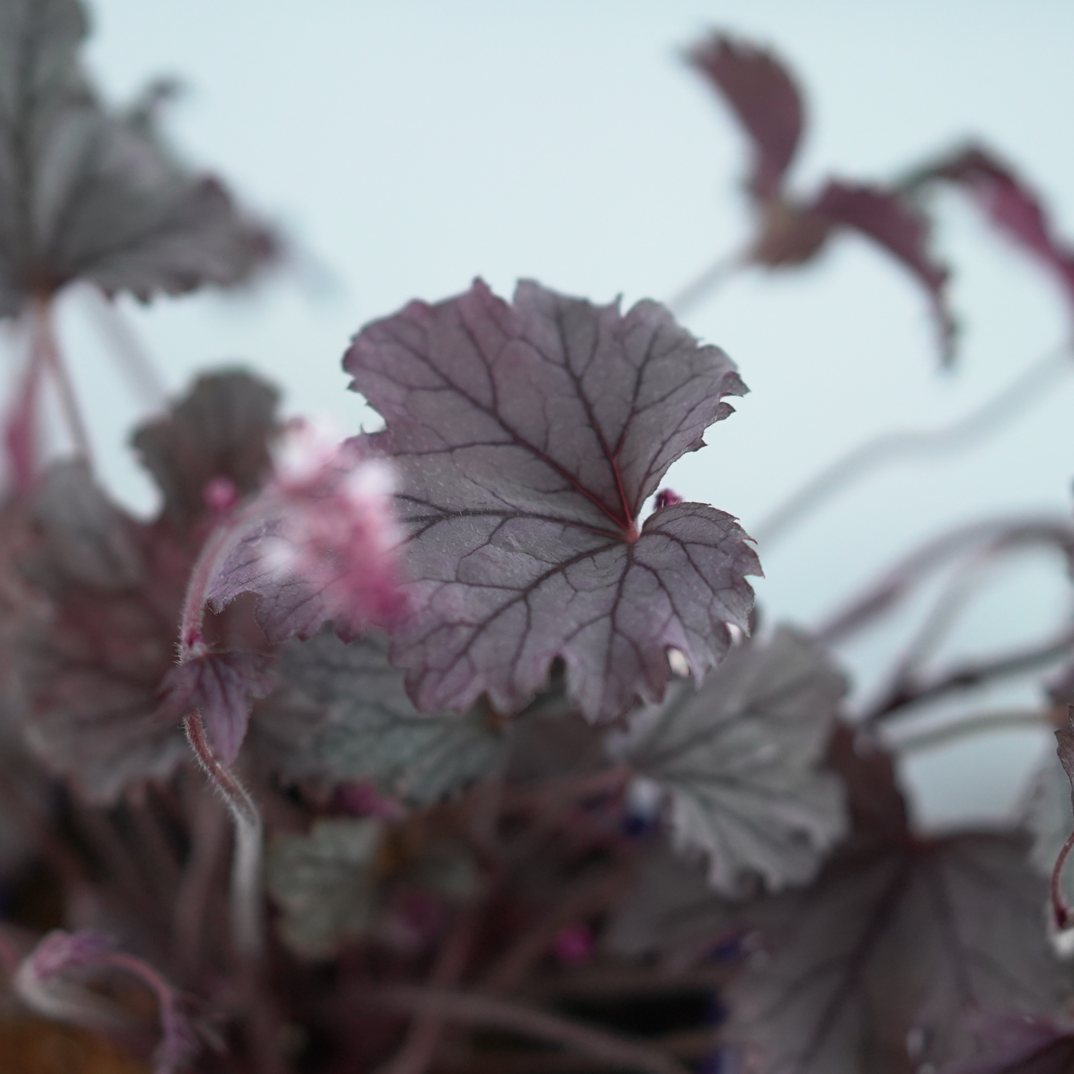 HEUCHERELLA 'Plum Cascade' Żuraweczka