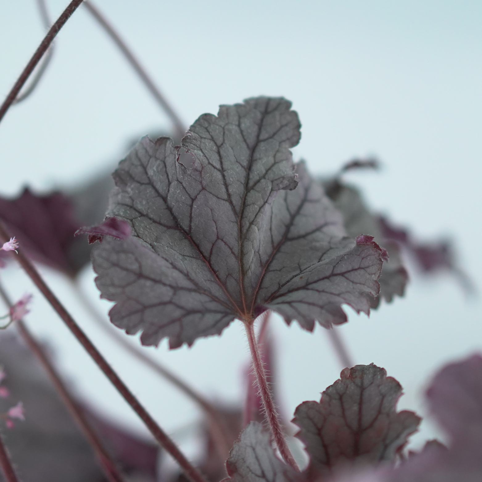 HEUCHERELLA 'Plum Cascade' Żuraweczka
