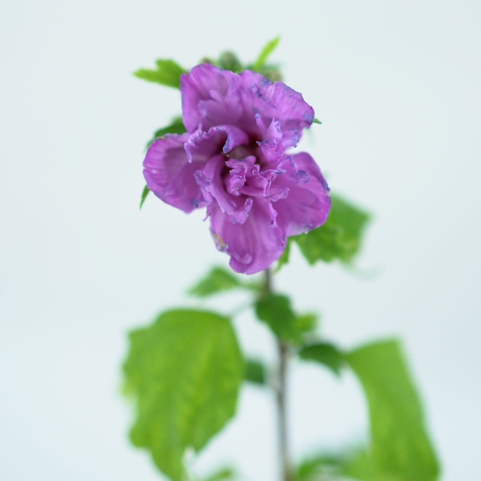 HIBISCUS SYRIACUS 'ARDENS' Ketmia syryjska