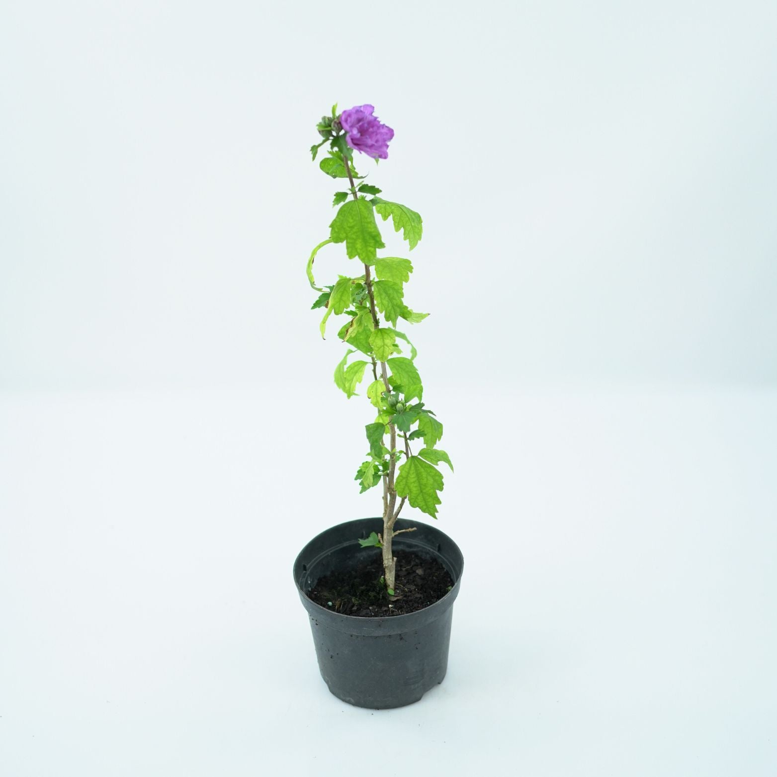 HIBISCUS SYRIACUS 'ARDENS' Ketmia syryjska