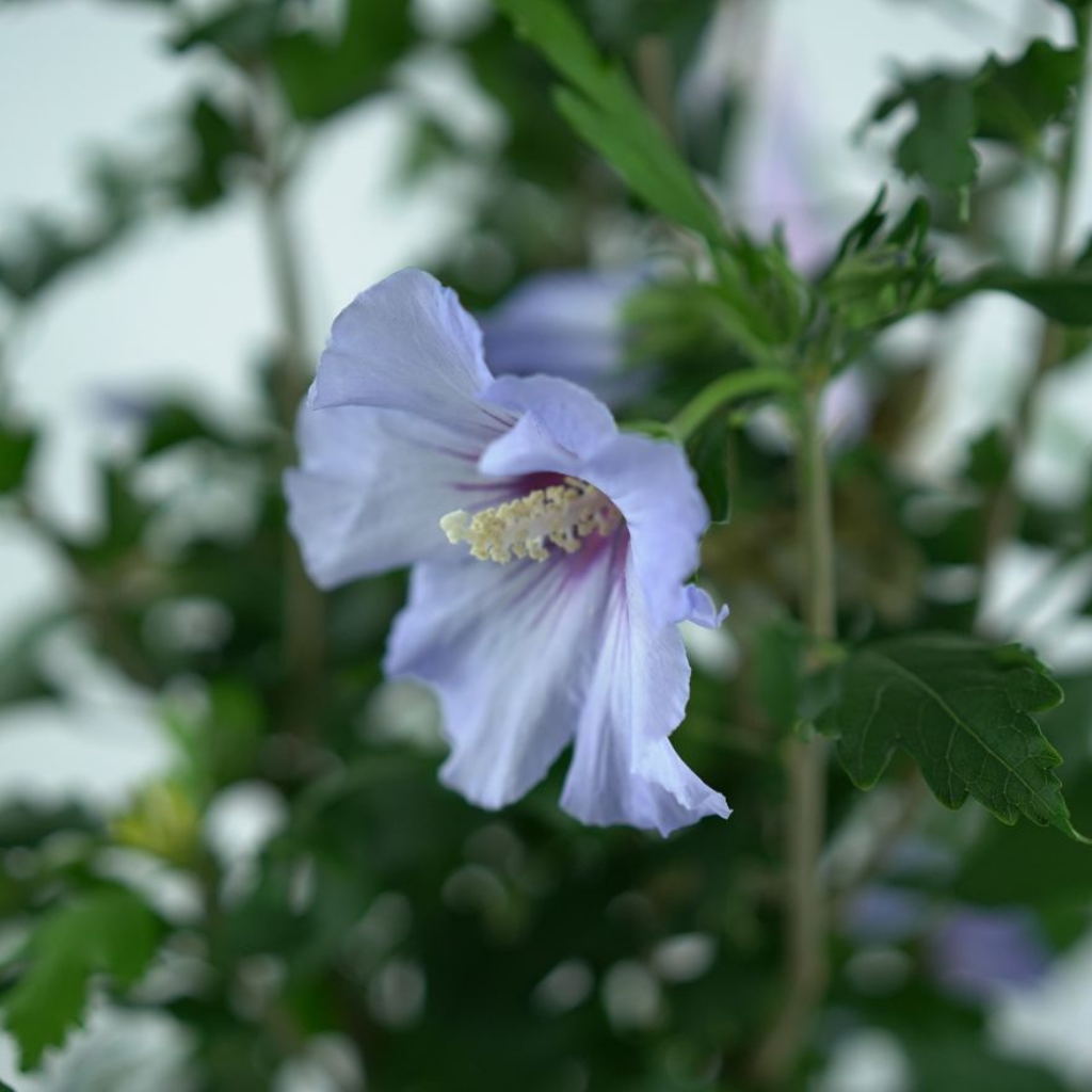 HIBISCUS SYRIACUS 'OISEAU BLEU' Ketmia syryjska