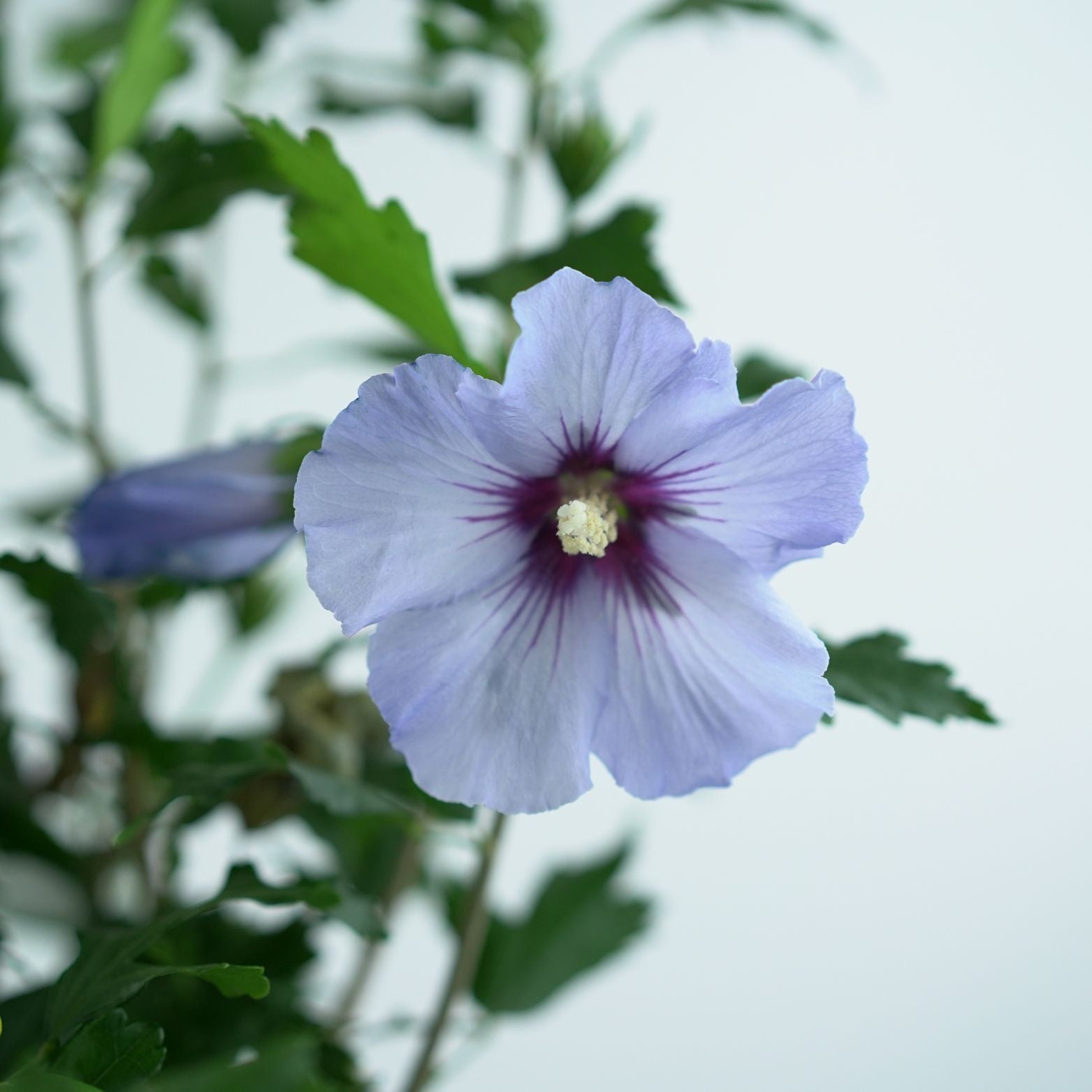 HIBISCUS SYRIACUS 'OISEAU BLEU' Ketmia syryjska
