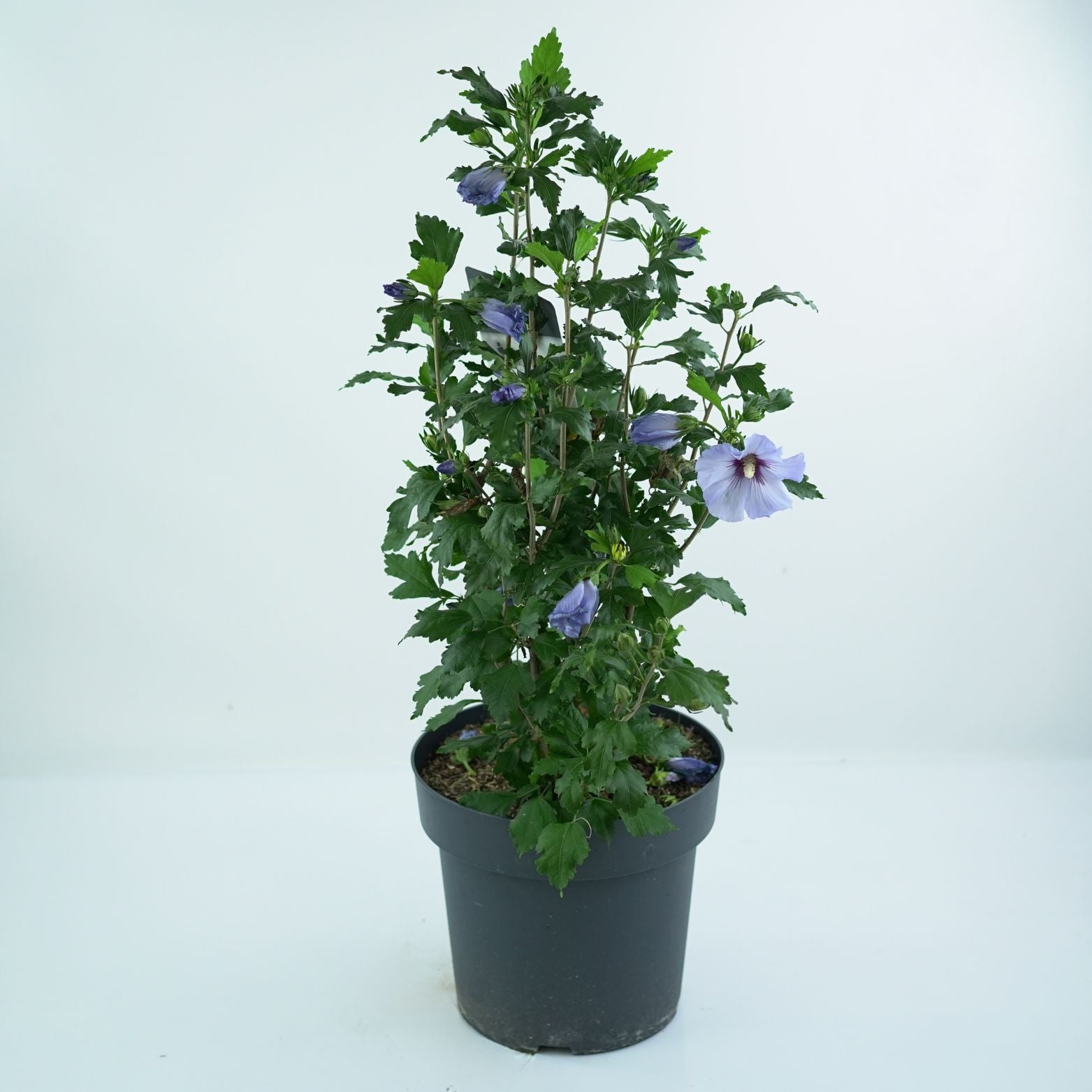 HIBISCUS SYRIACUS 'OISEAU BLEU' Ketmia syryjska