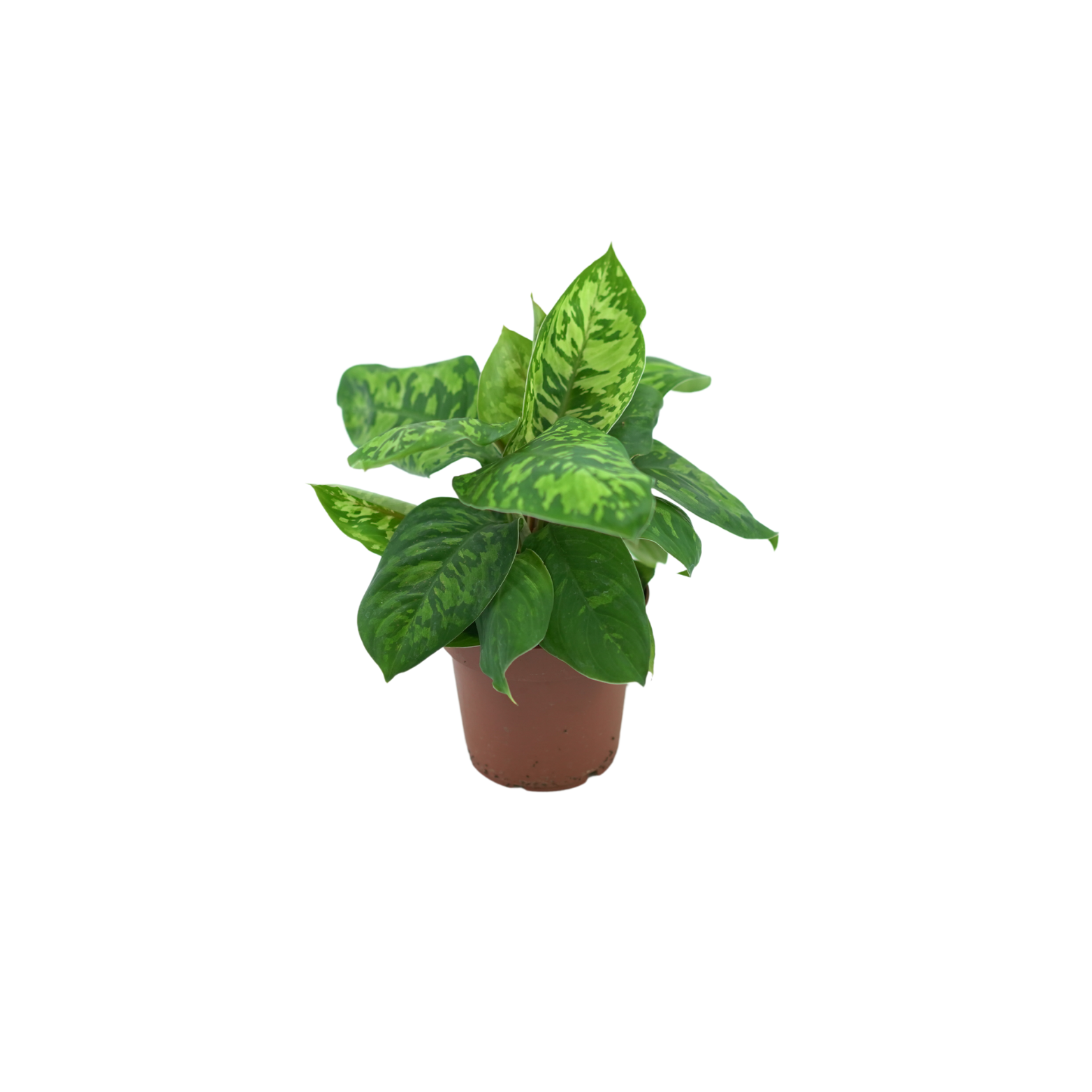 HOMALOMENA 'CAMOUFLAGE' Czermiówka