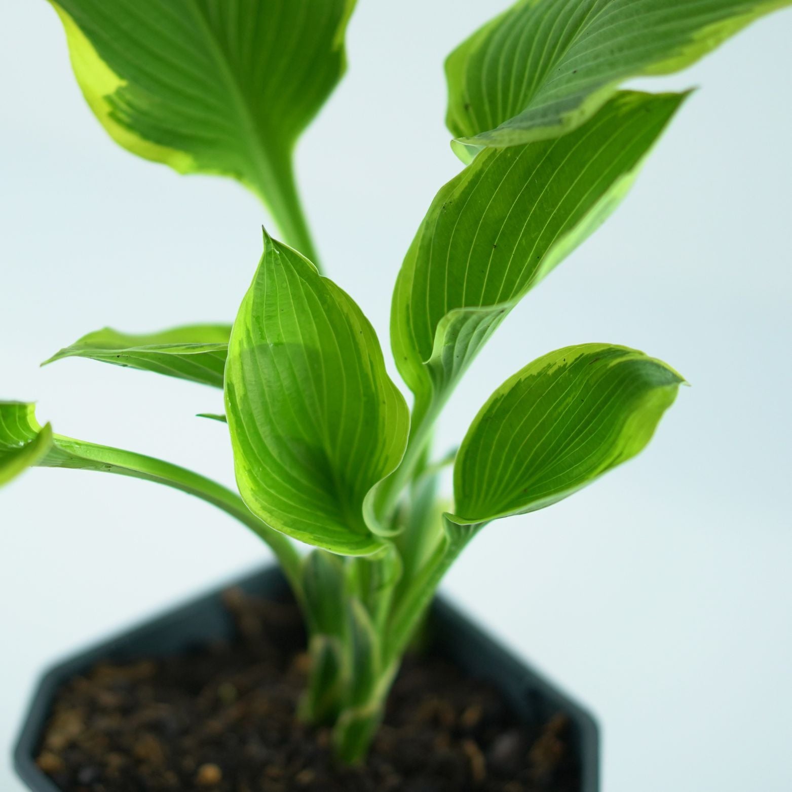 HOSTA FORTUNEI 'Aureomarginata' Funkia