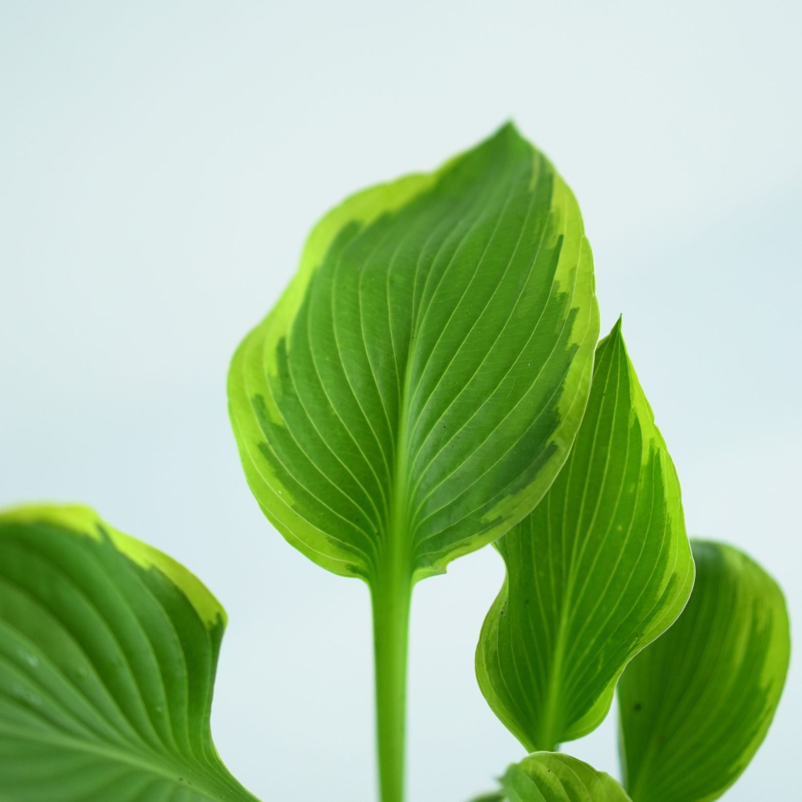 HOSTA FORTUNEI 'Aureomarginata' Funkia