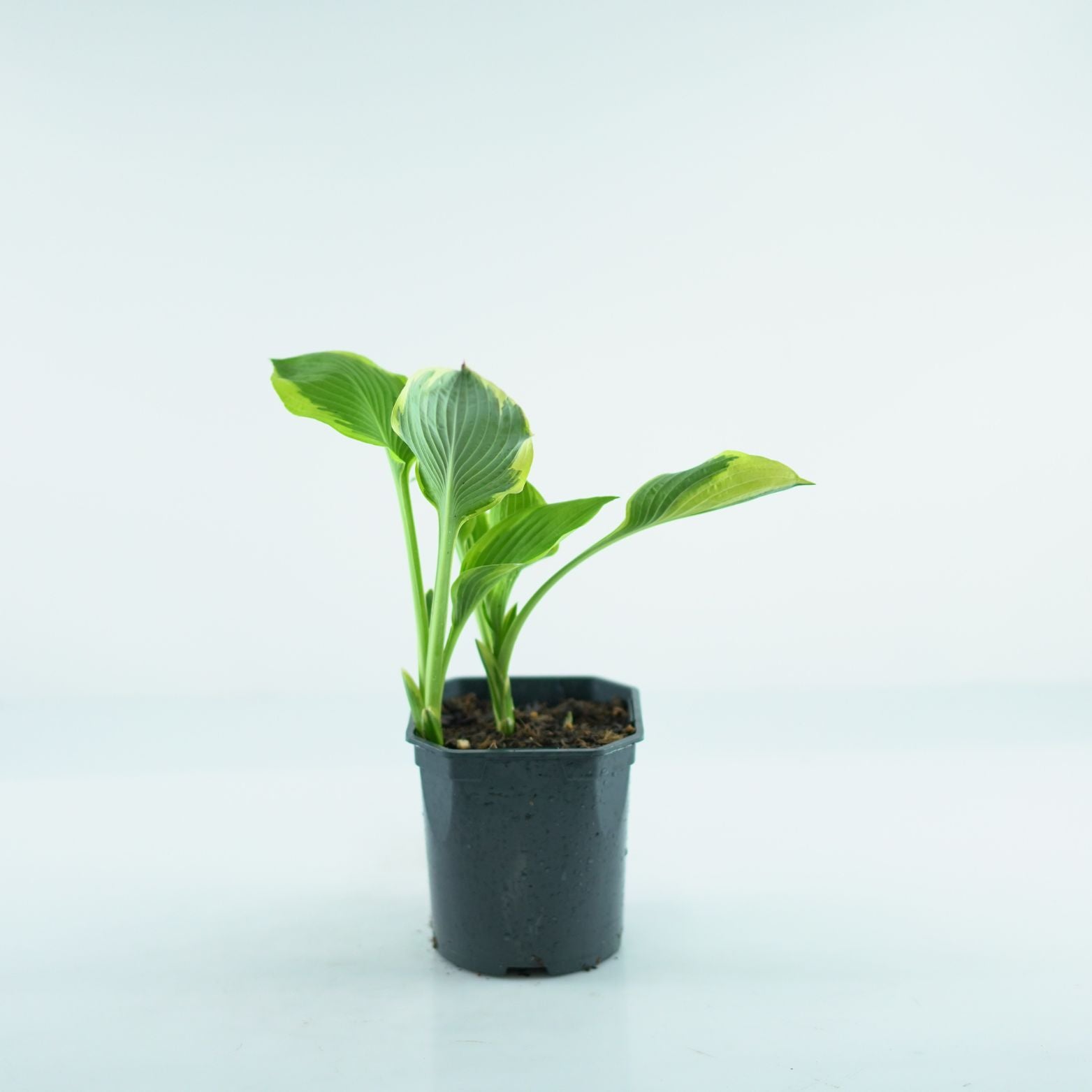 HOSTA FORTUNEI 'Aureomarginata' Funkia