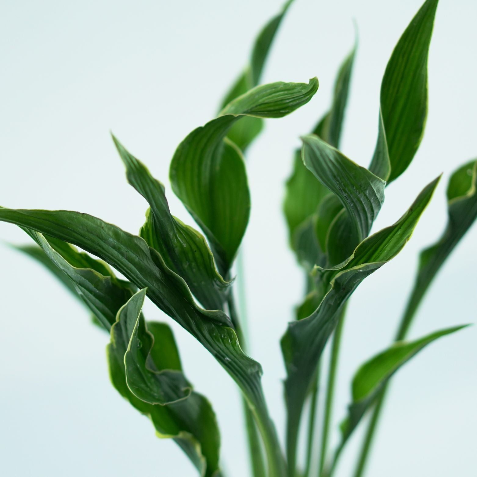 HOSTA 'Praying hands' Funkia