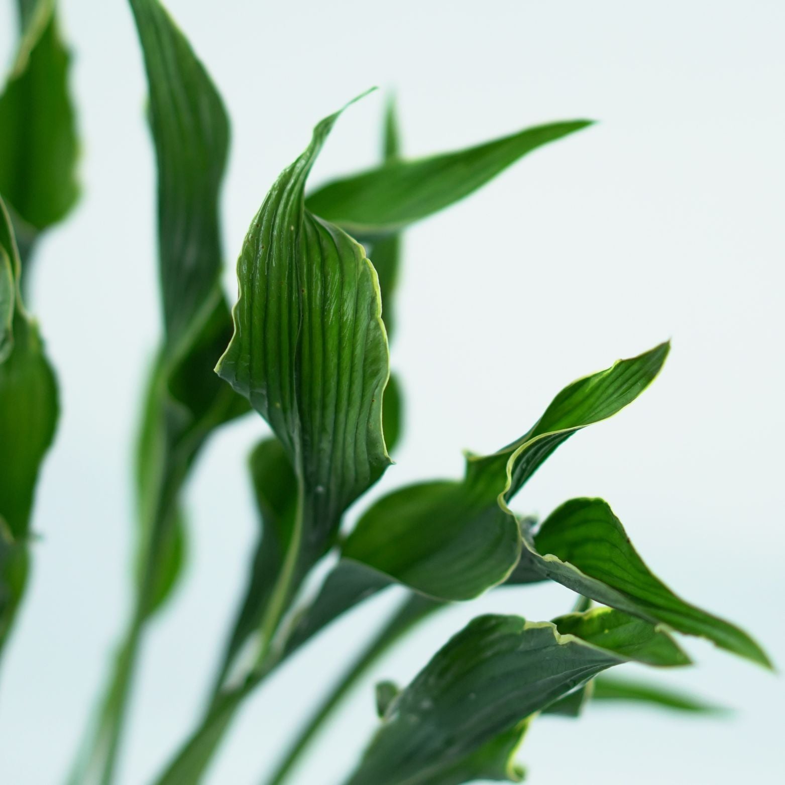 HOSTA 'Praying hands' Funkia