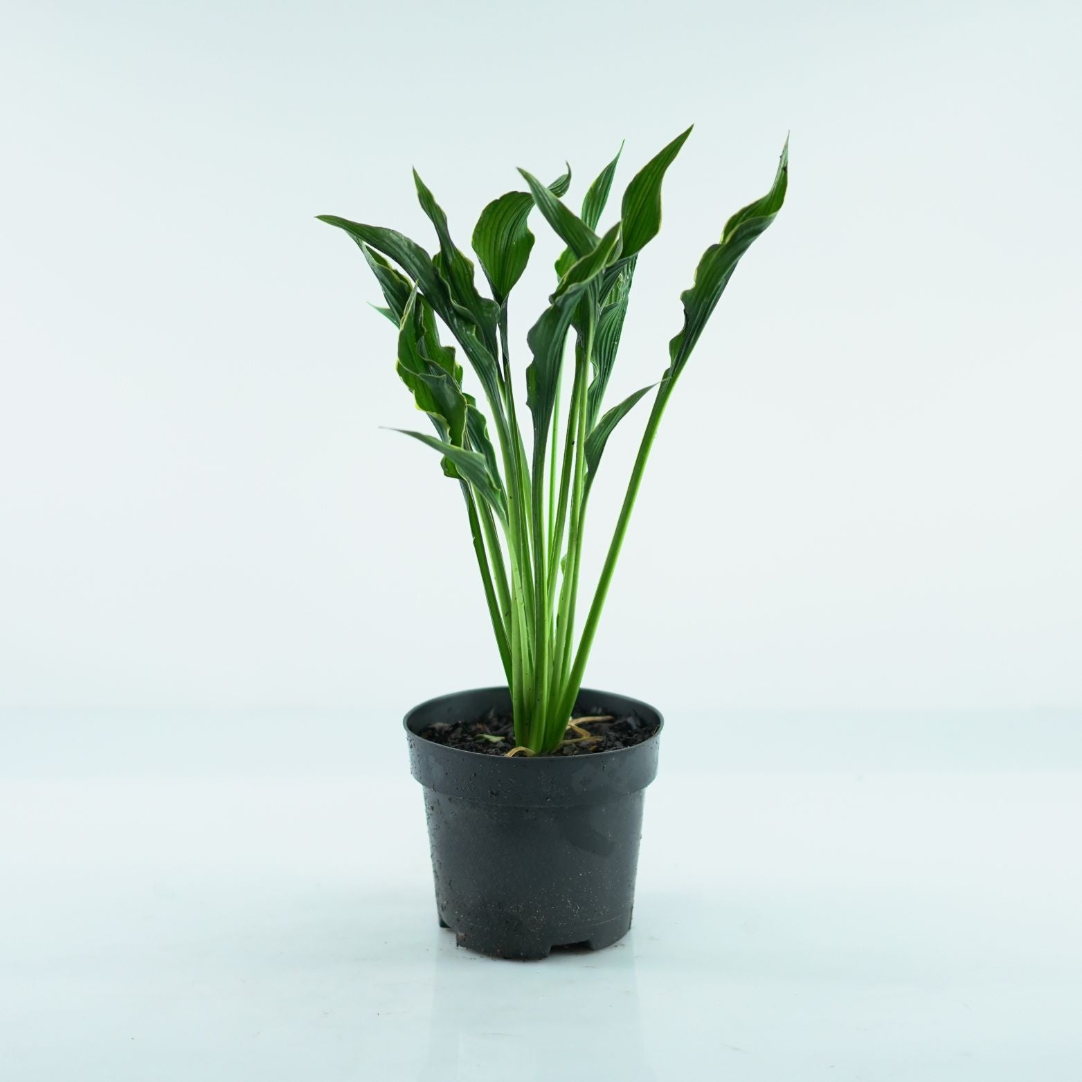 HOSTA 'Praying hands' Funkia