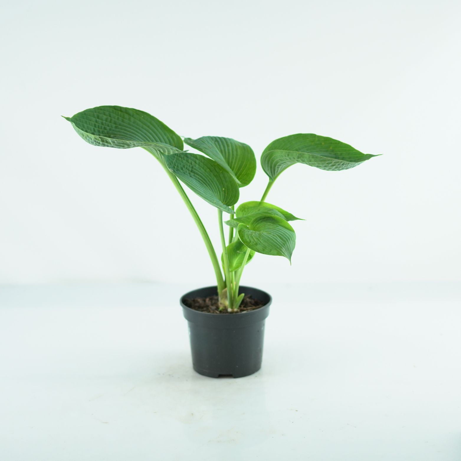 HOSTA 'ABIQUA DRINKING GOURD' Funkia