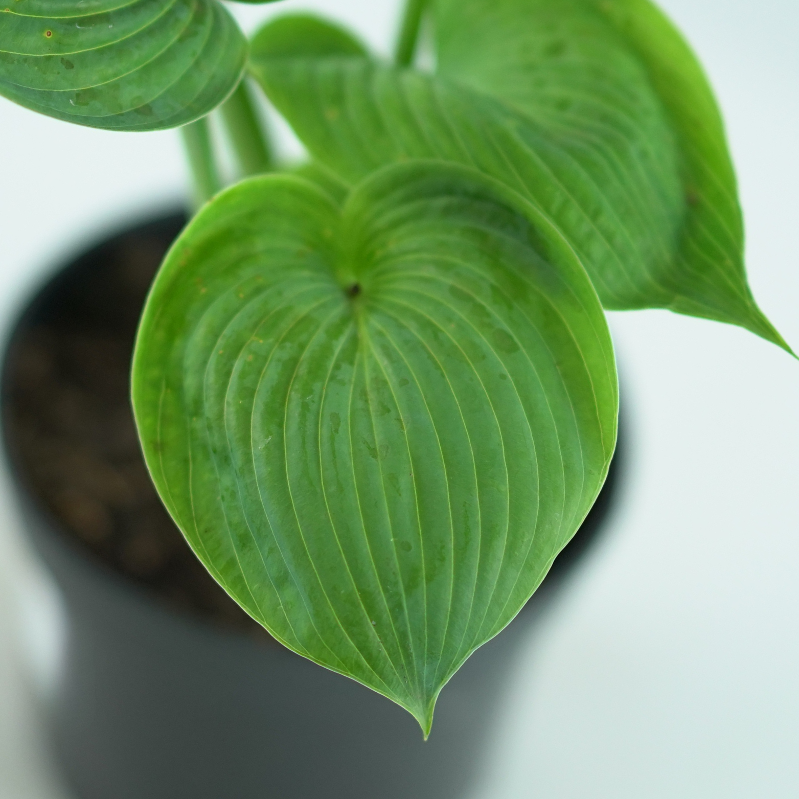 HOSTA 'ABIQUA DRINKING GOURD' Funkia
